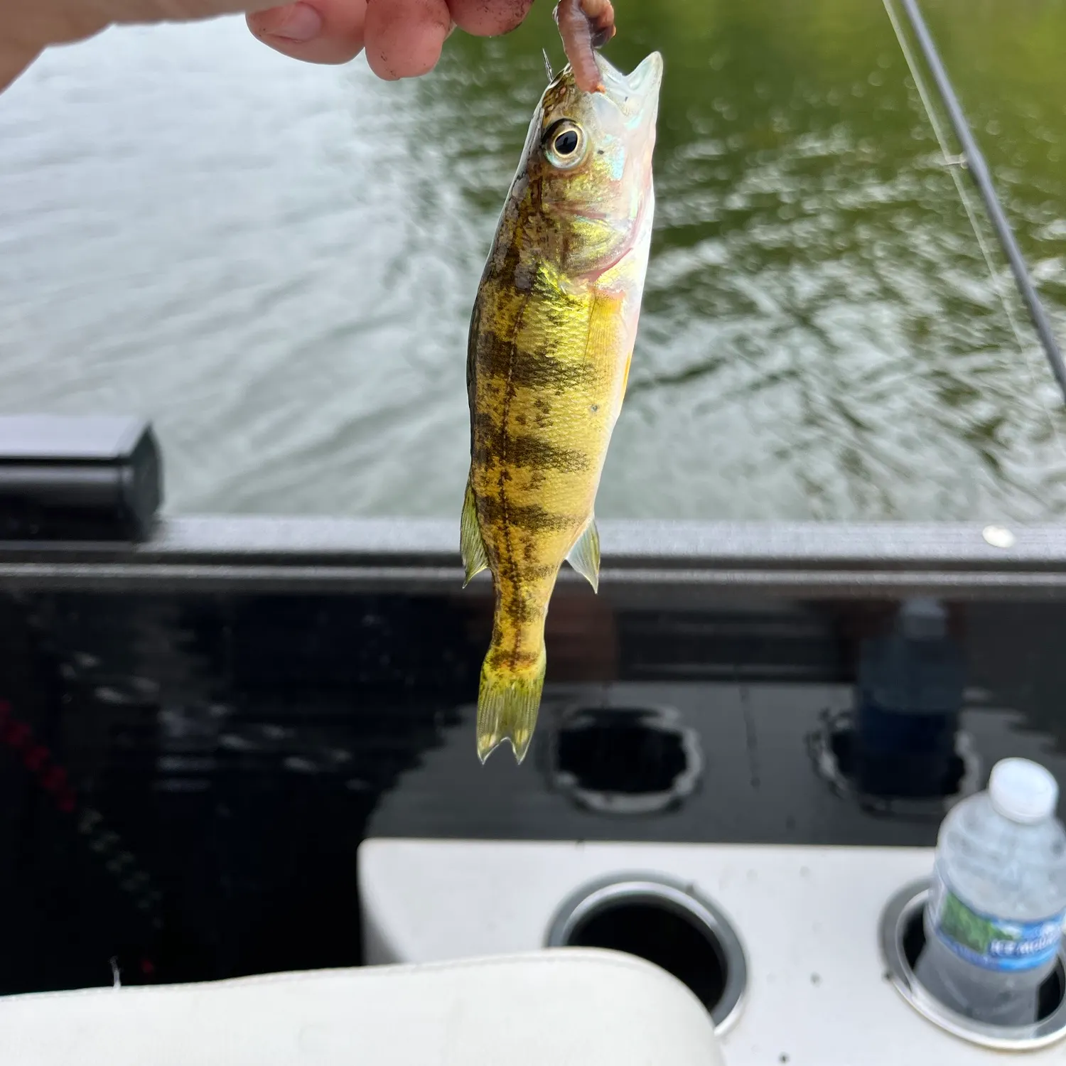 Yellow perch caught on Fishbrain