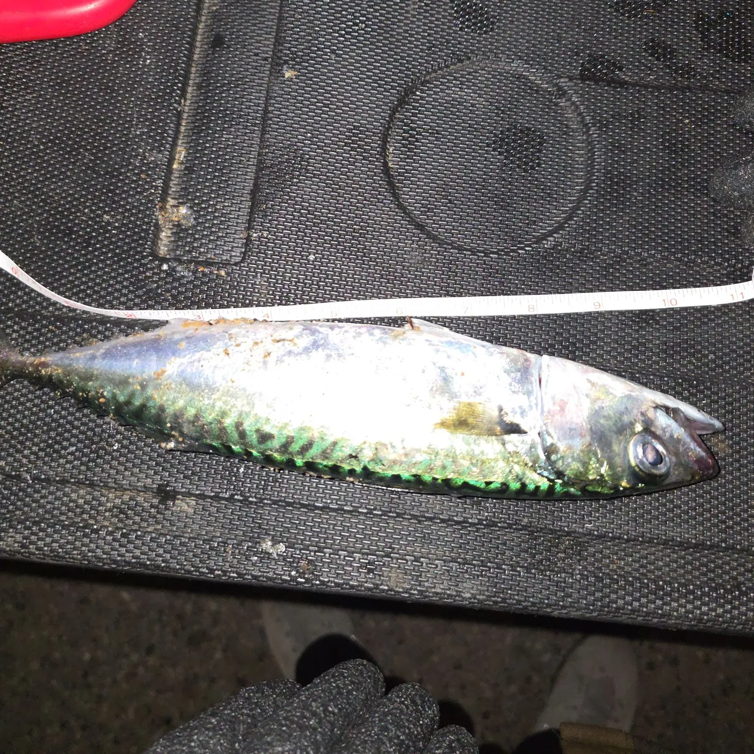 The most recent Pacific chub mackerel catches on Fishbrain