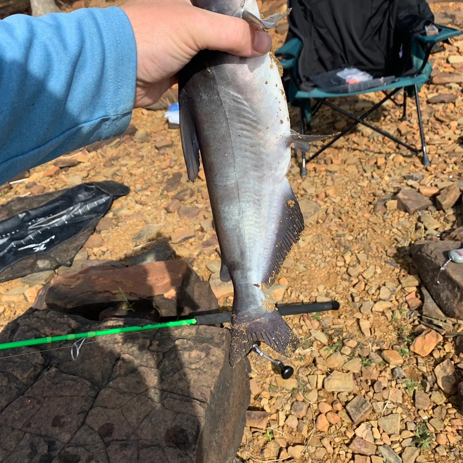 Blue catfish caught on Fishbrain