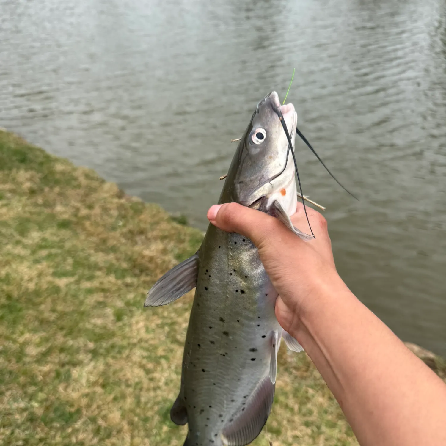 The most recent Channel catfish catches on Fishbrain