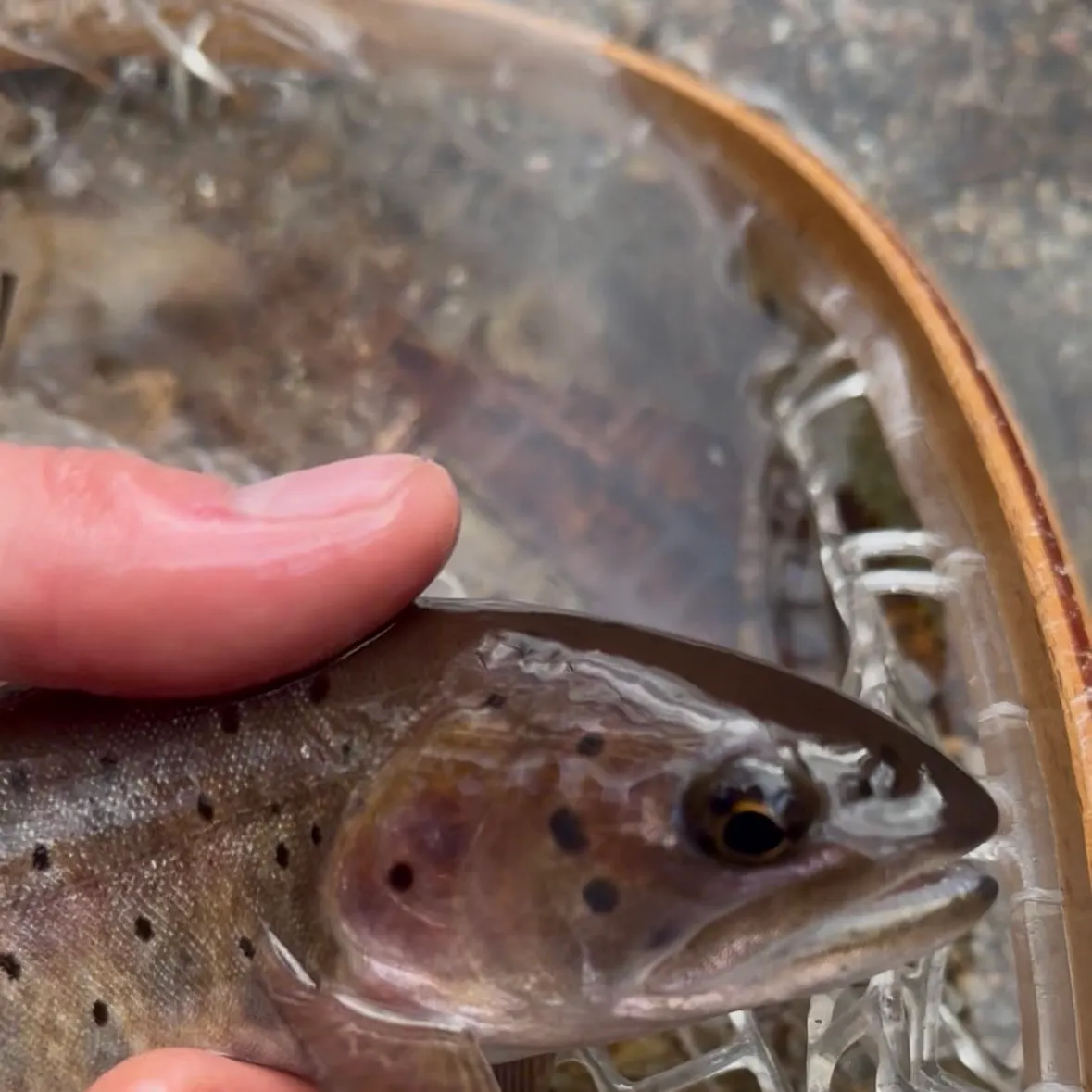 The most recent Bonneville cutthroat trout catches on Fishbrain