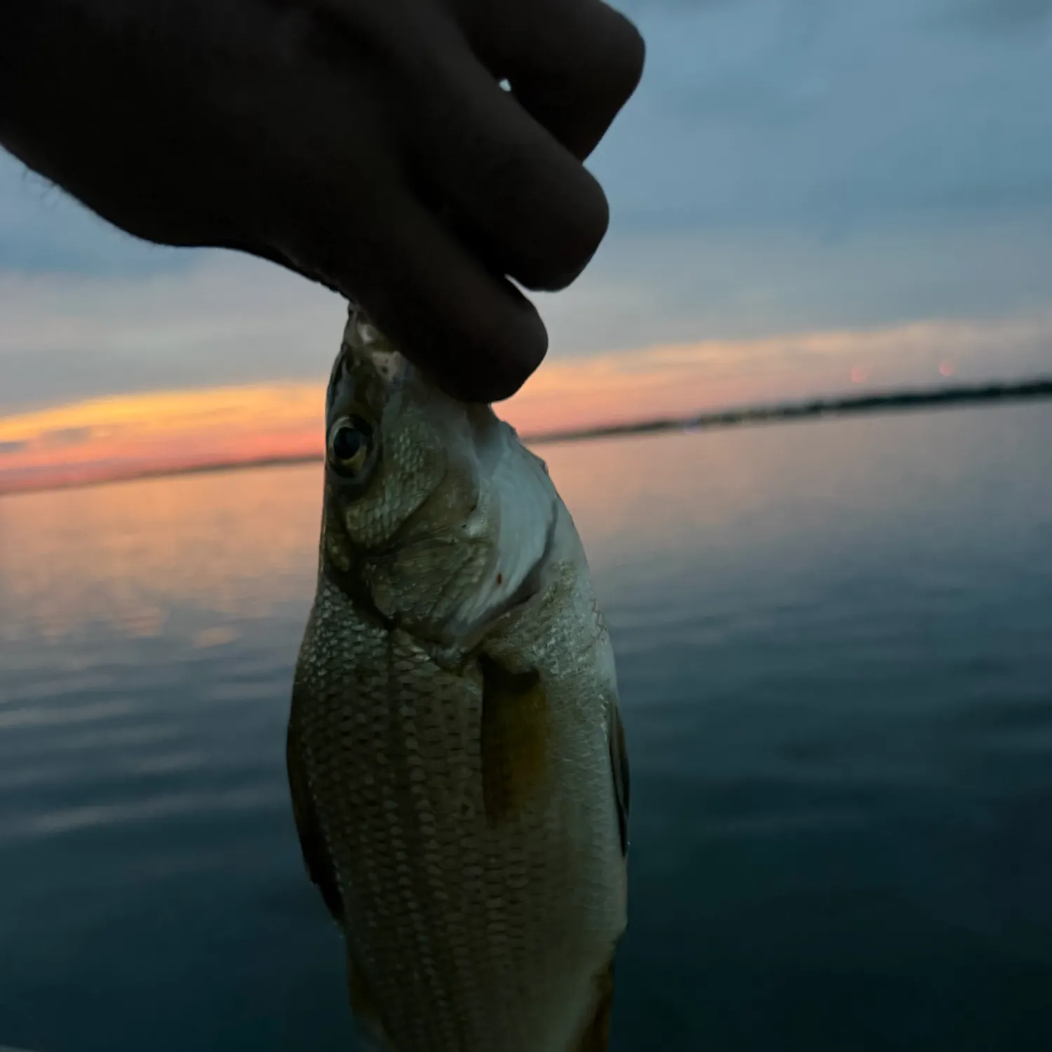 White perch caught on Fishbrain