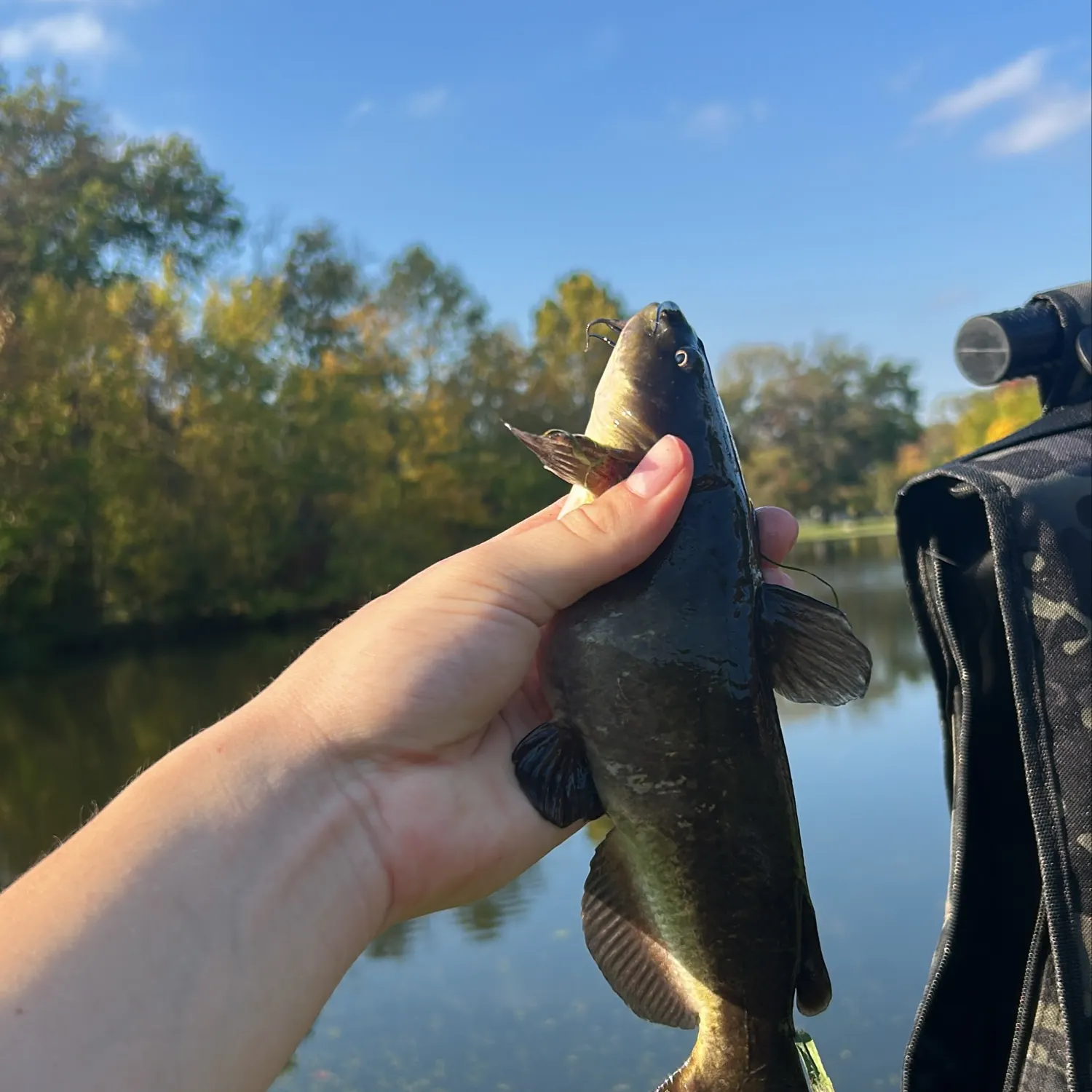 Yellow bullhead caught on Fishbrain
