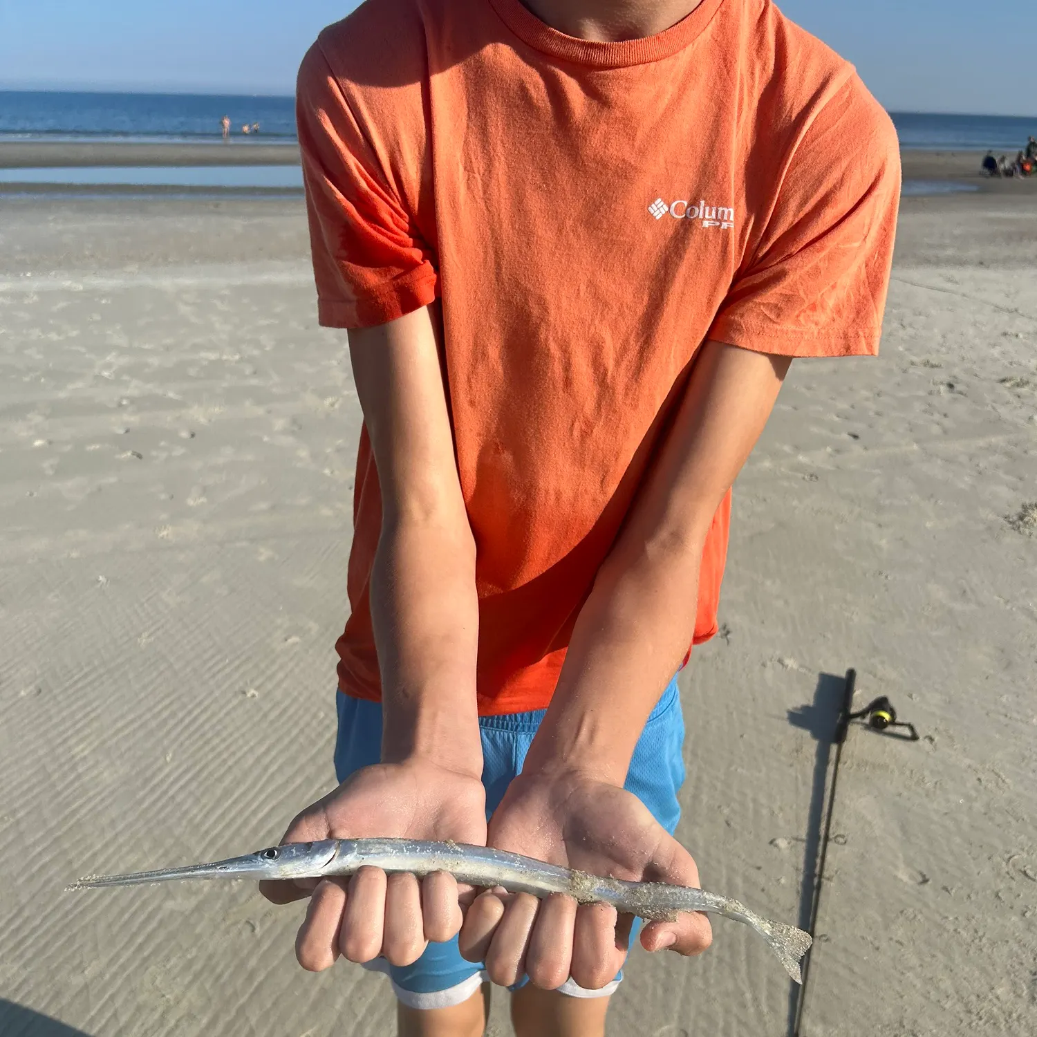 The most recent Atlantic needlefish catches on Fishbrain