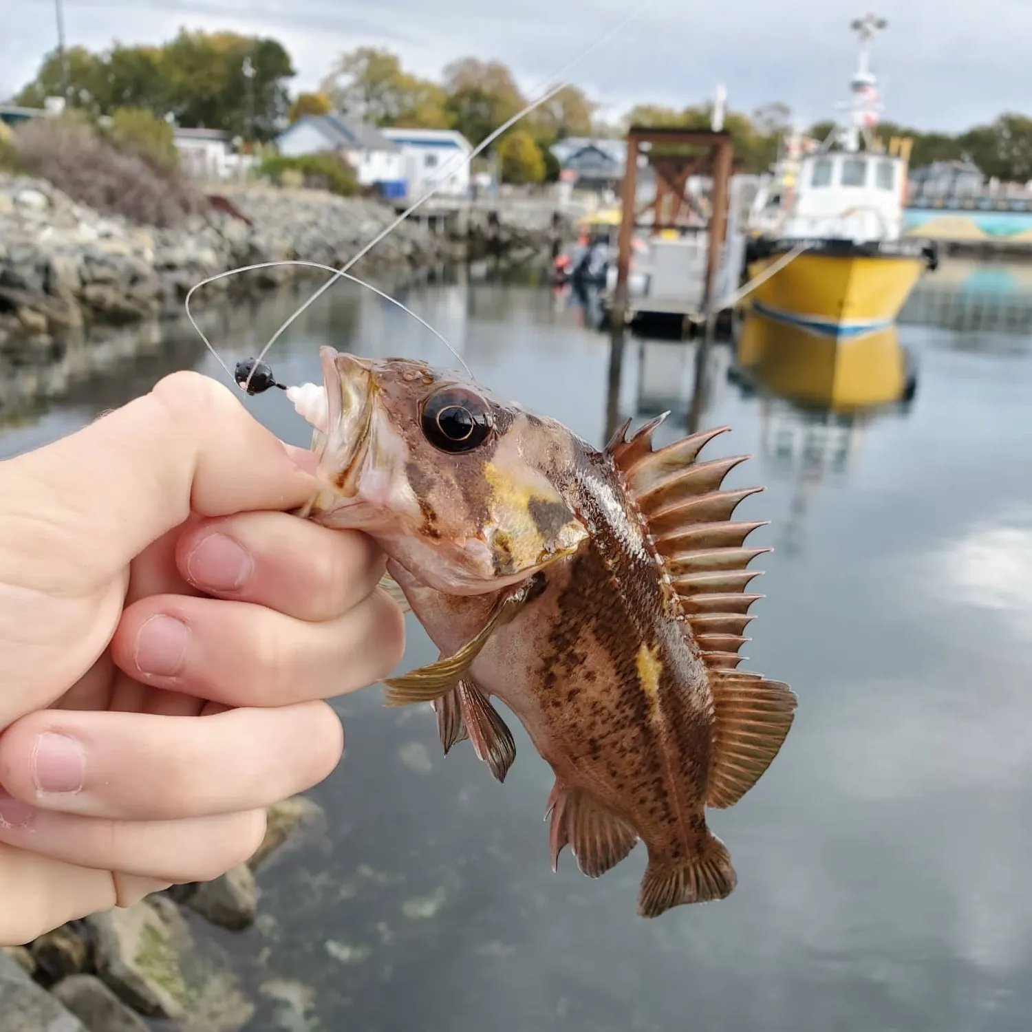 The most recent Copper rockfish catches on Fishbrain