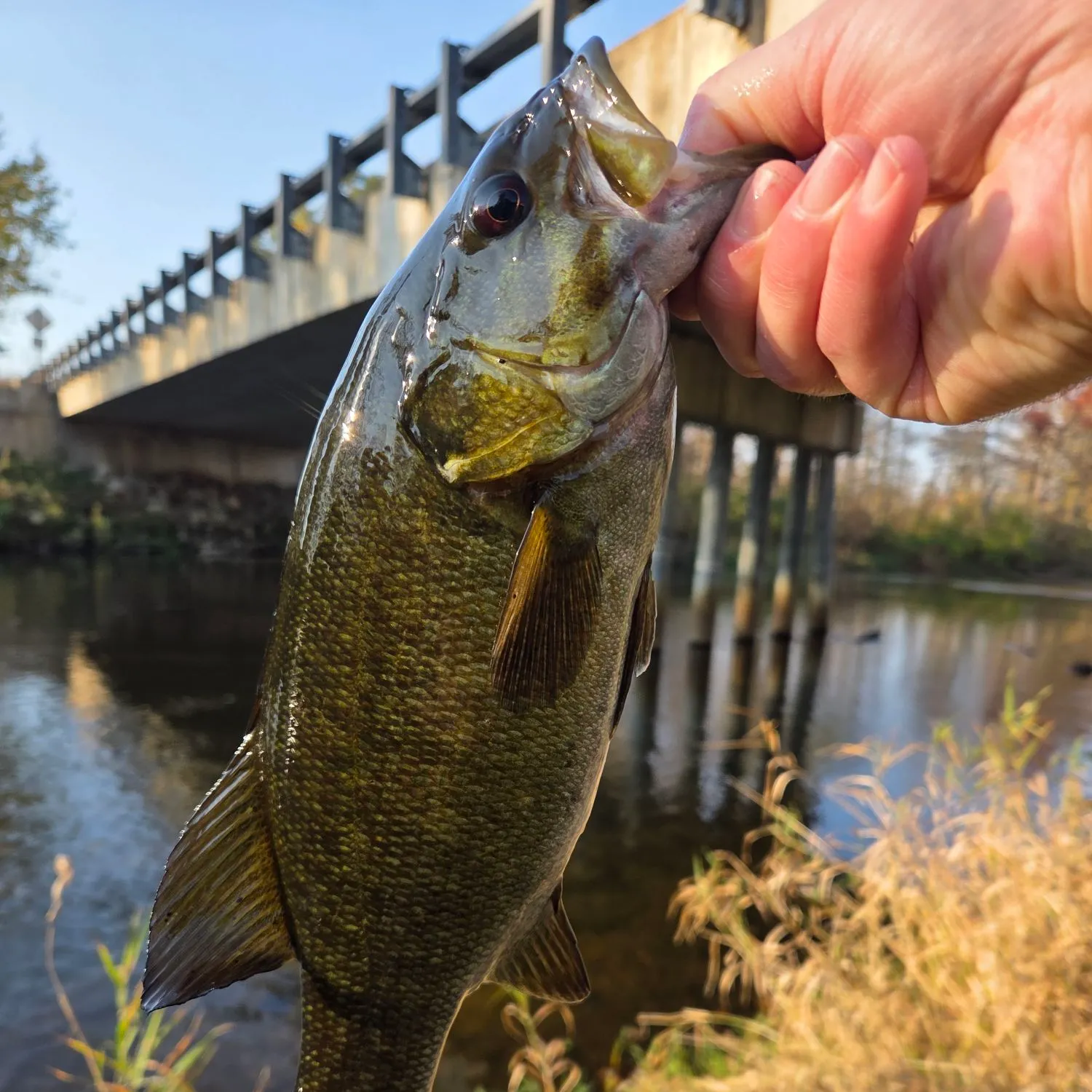 The most recent Smallmouth bass catches on Fishbrain