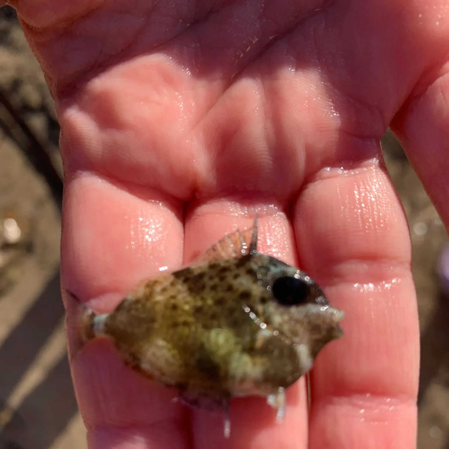 The most recent Stone triggerfish catches on Fishbrain