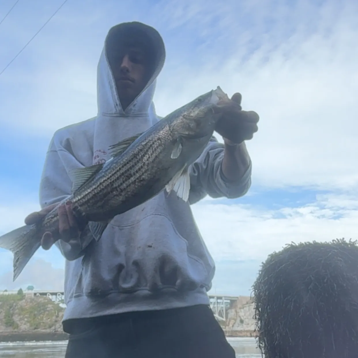 Striped bass caught on Fishbrain
