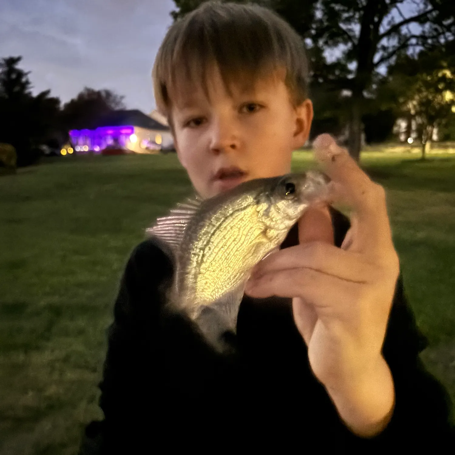 Black crappie caught on Fishbrain