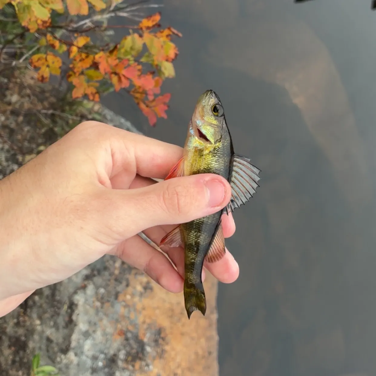 Yellow perch caught on Fishbrain