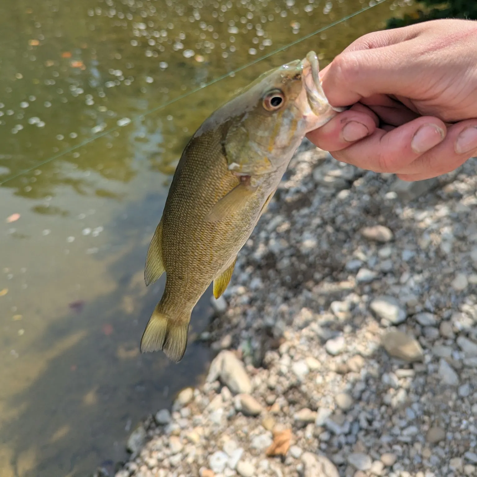 Smallmouth bass caught on Fishbrain