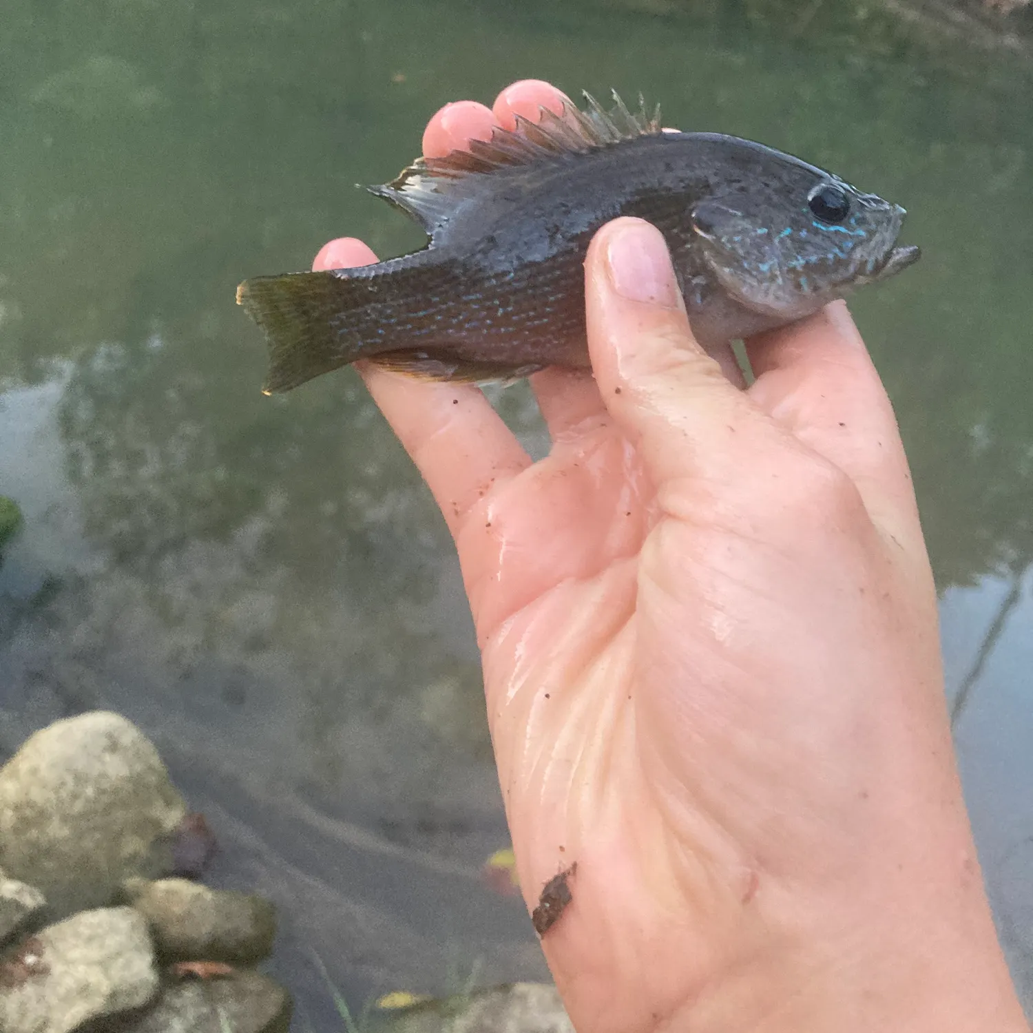 Green sunfish caught on Fishbrain