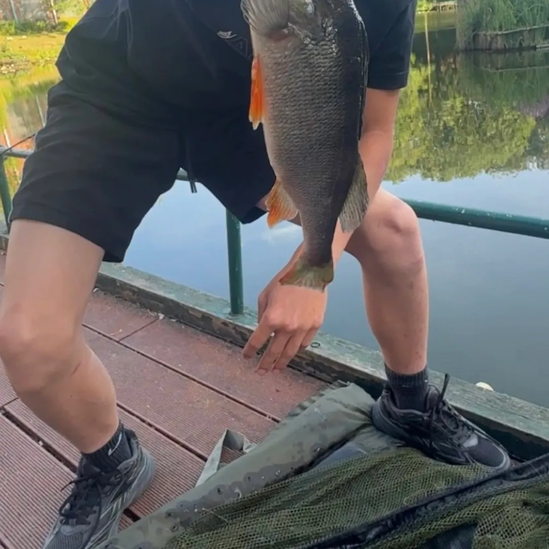 European perch caught on Fishbrain
