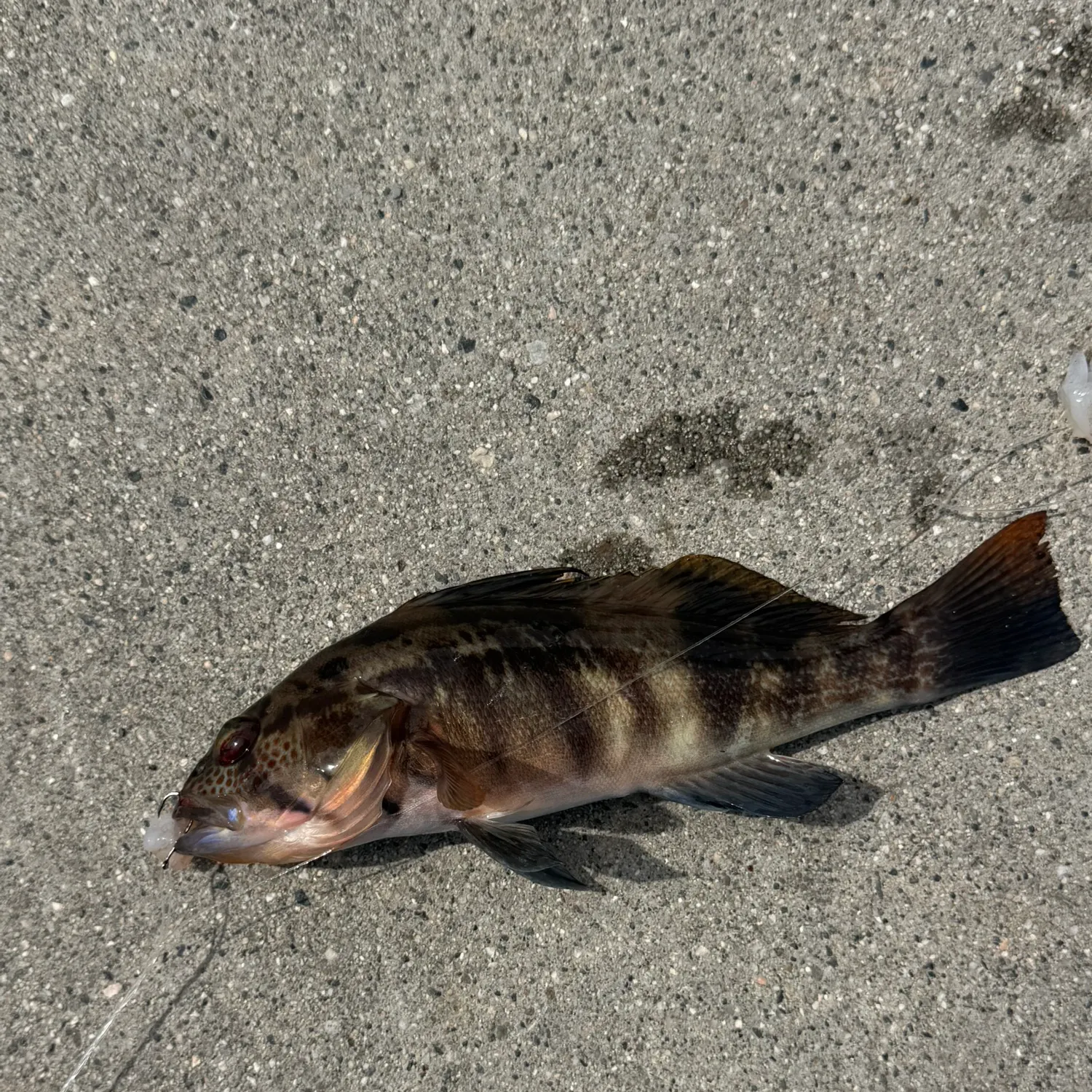 Barred sand bass caught on Fishbrain