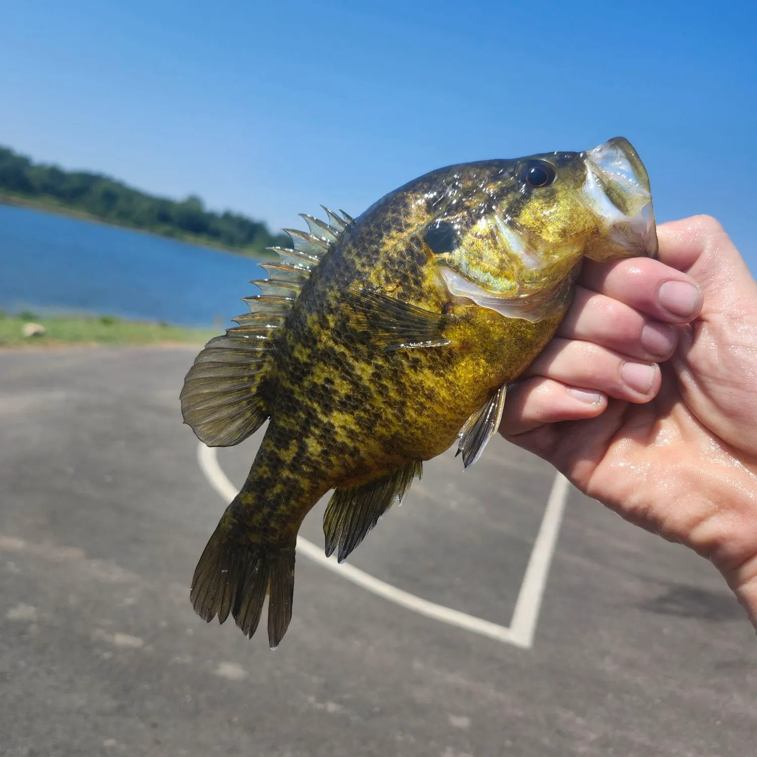 Warmouth caught on Fishbrain