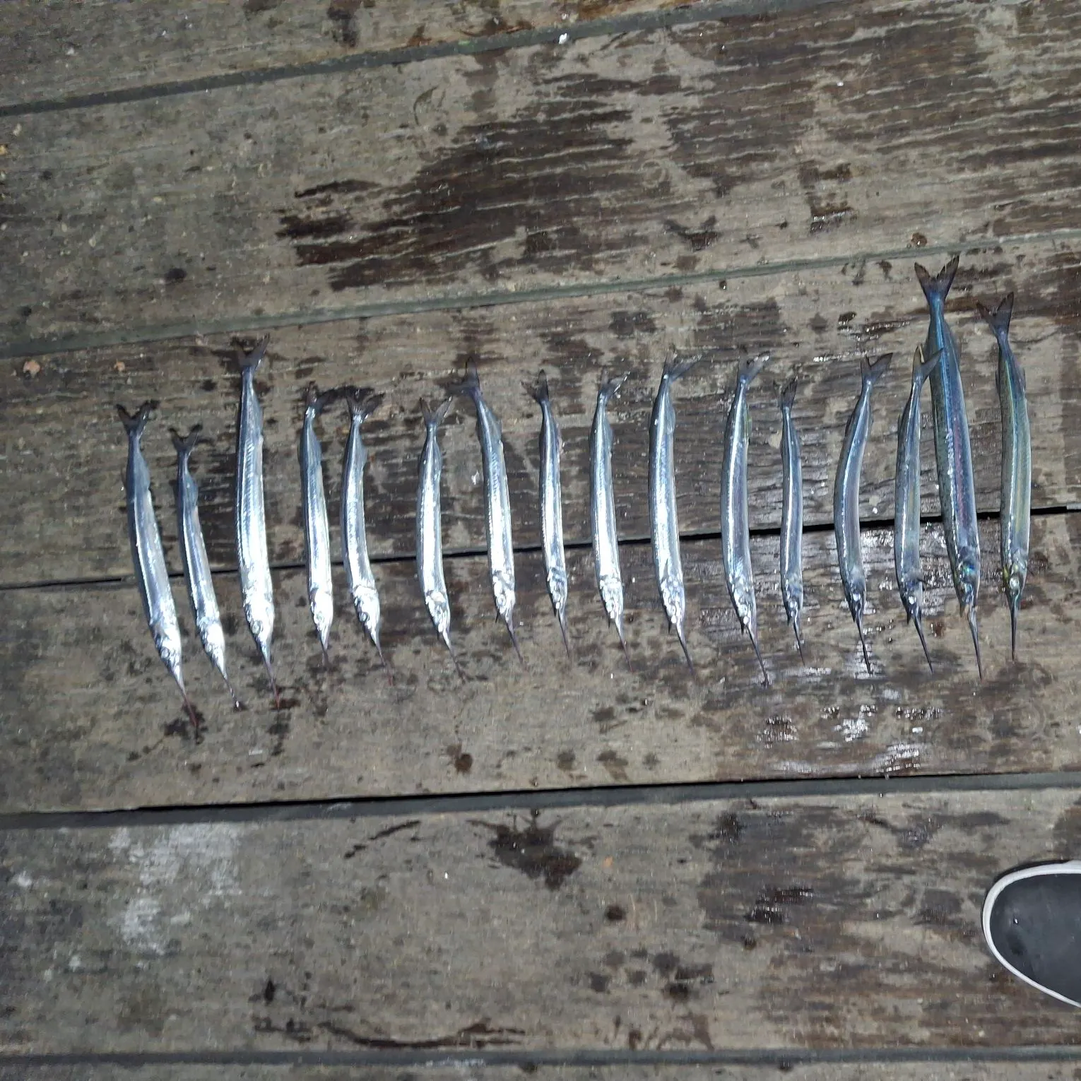 The most recent Southern garfish catches on Fishbrain