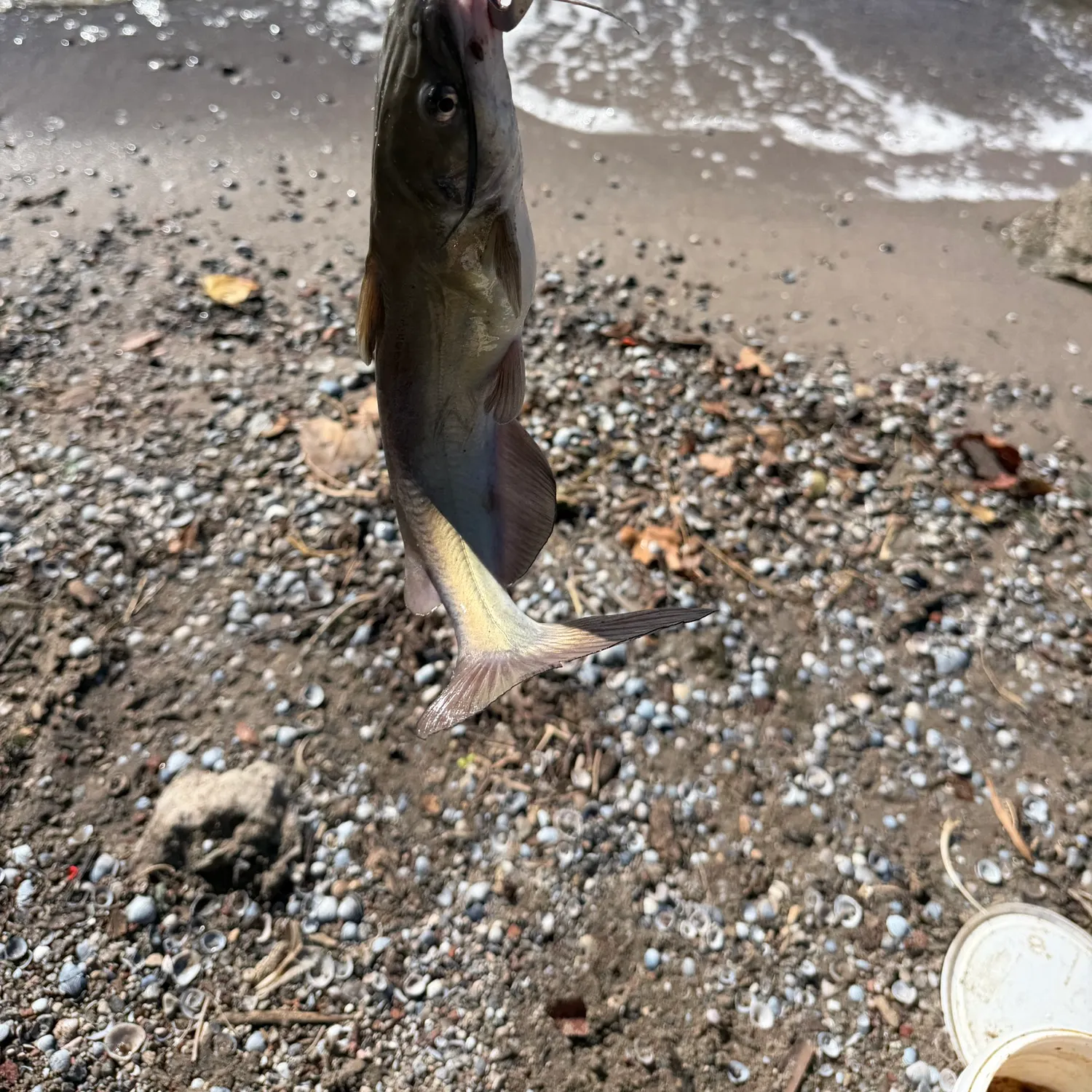 Channel catfish caught on Fishbrain