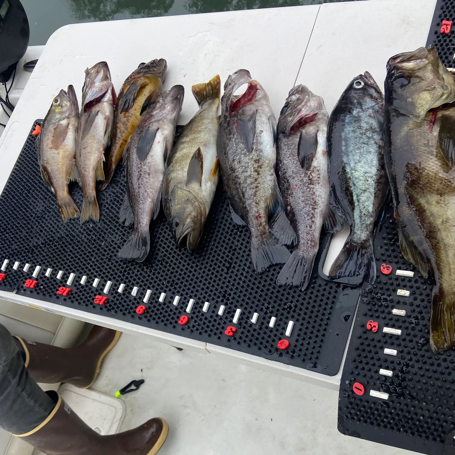 recently logged catches