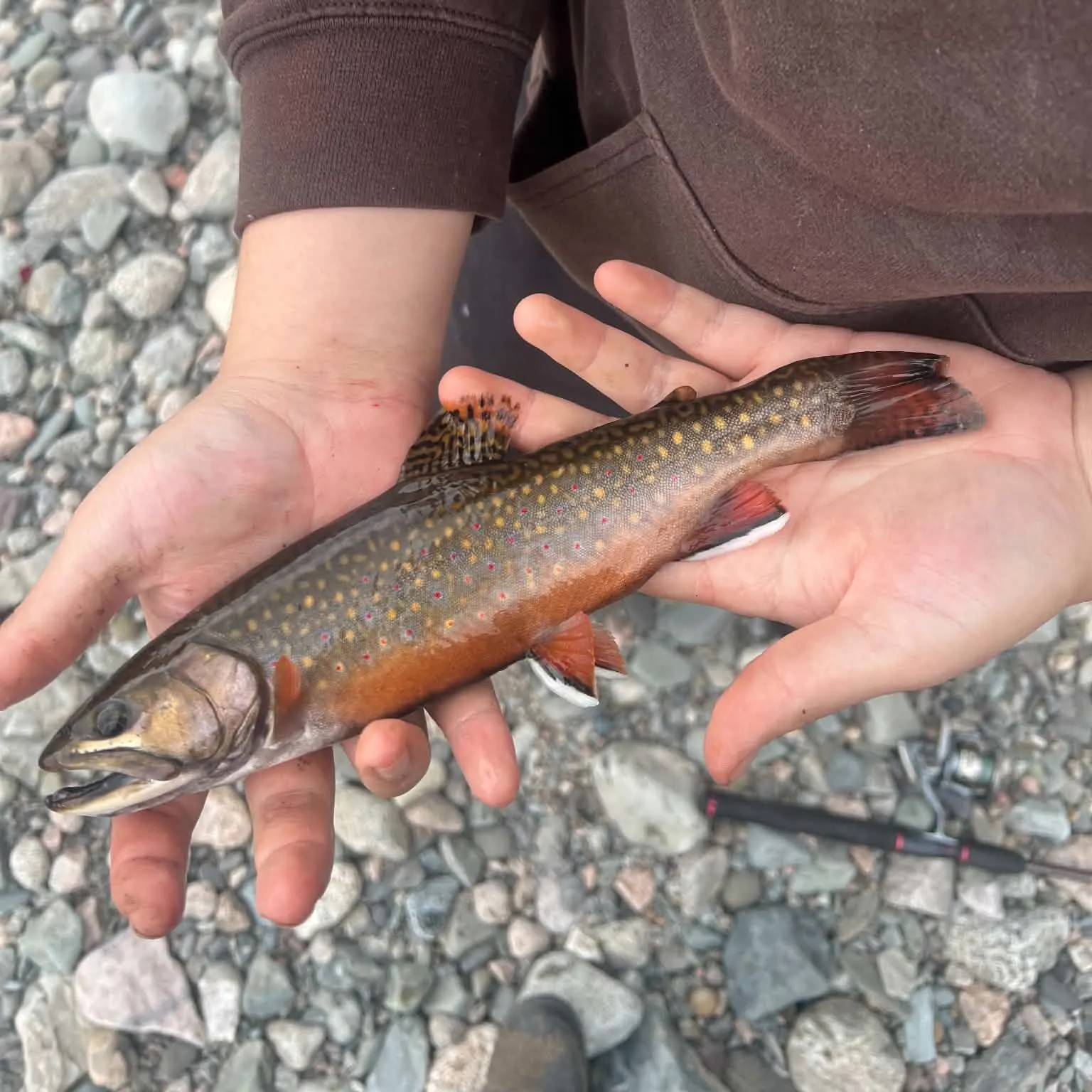 Brook trout caught on Fishbrain