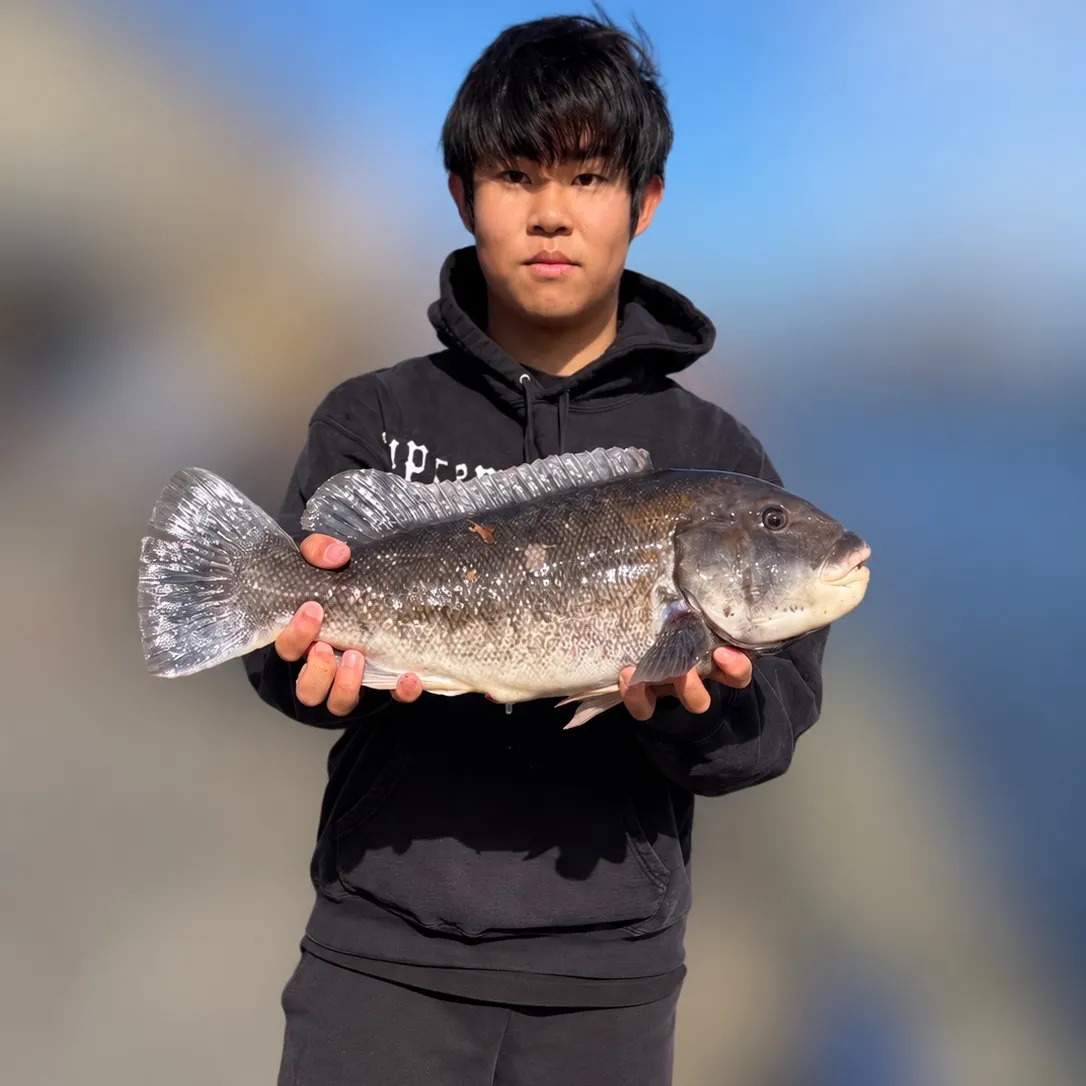 Tautog caught on Fishbrain