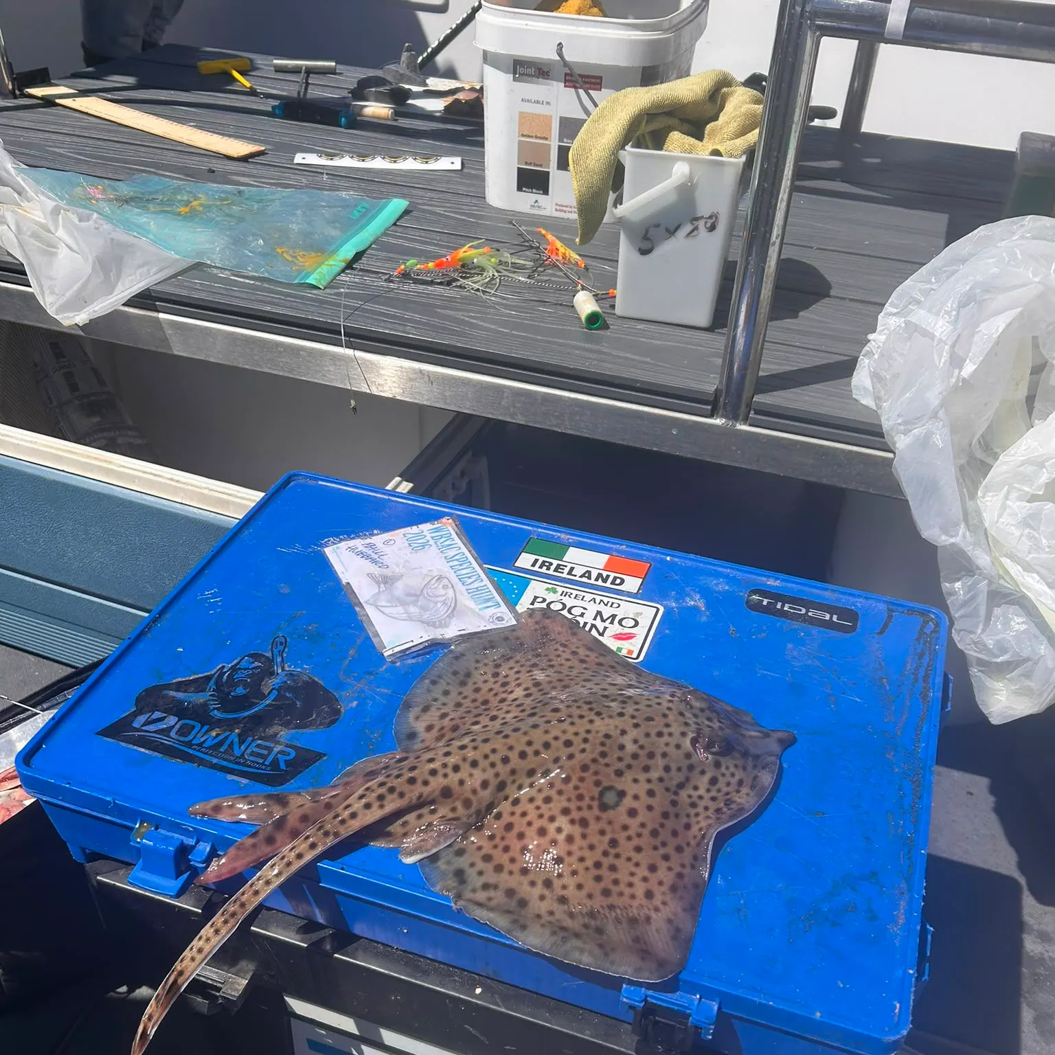The most recent Spotted ray catches on Fishbrain