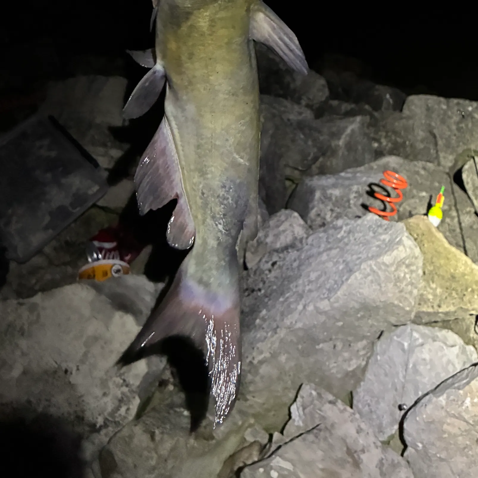 The most recent Channel catfish catches on Fishbrain
