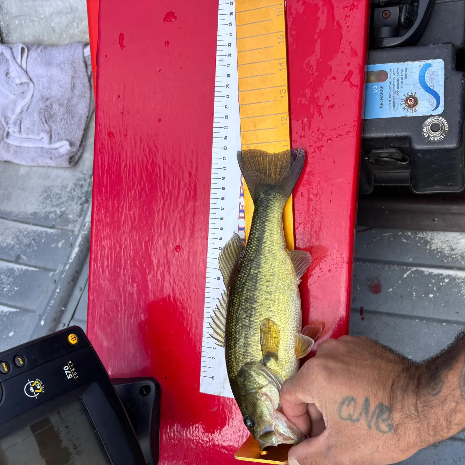 Largemouth bass caught on Fishbrain