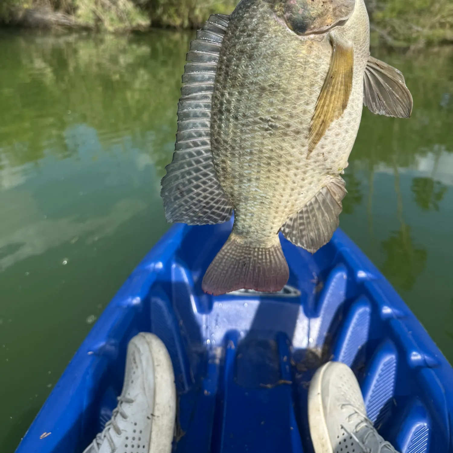 The most recent Nile tilapia catches on Fishbrain