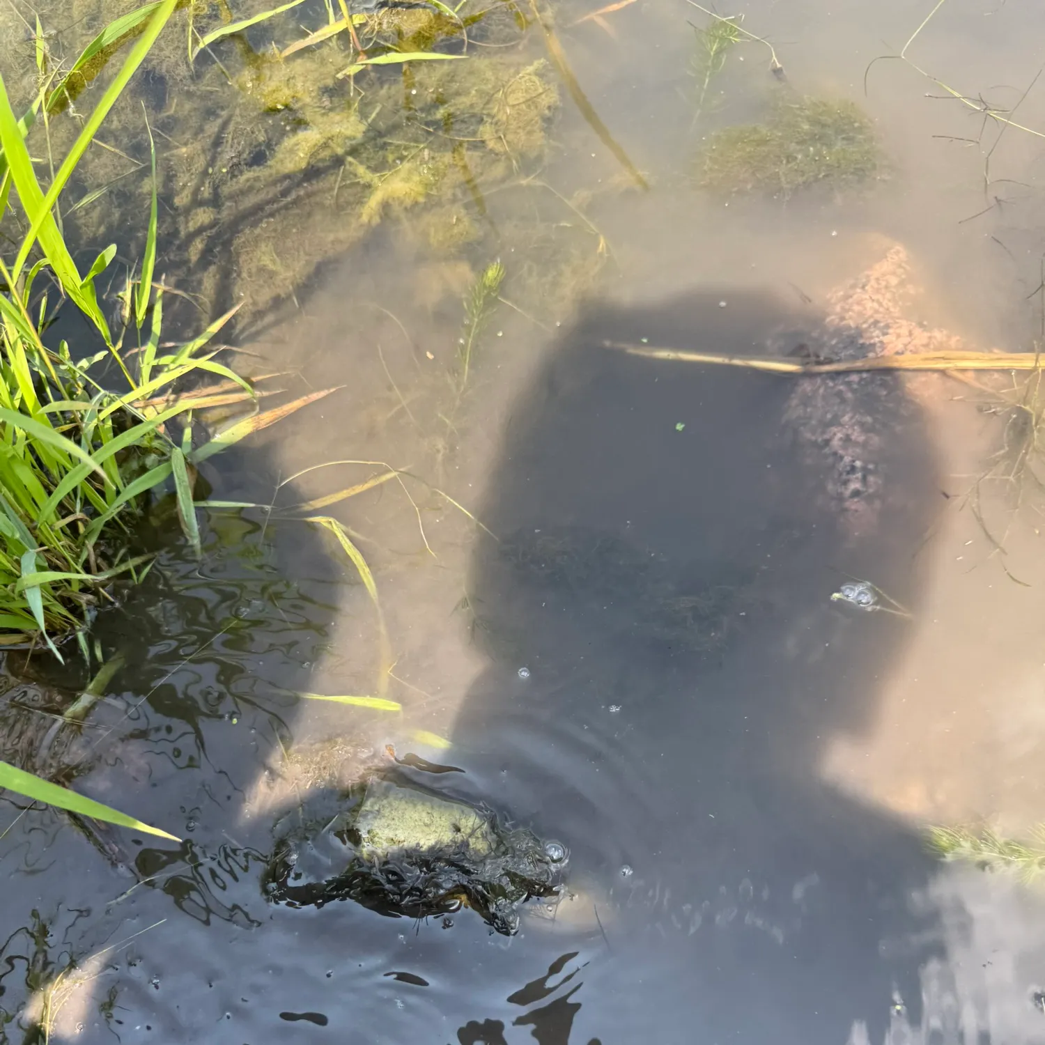 Black bullhead caught on Fishbrain