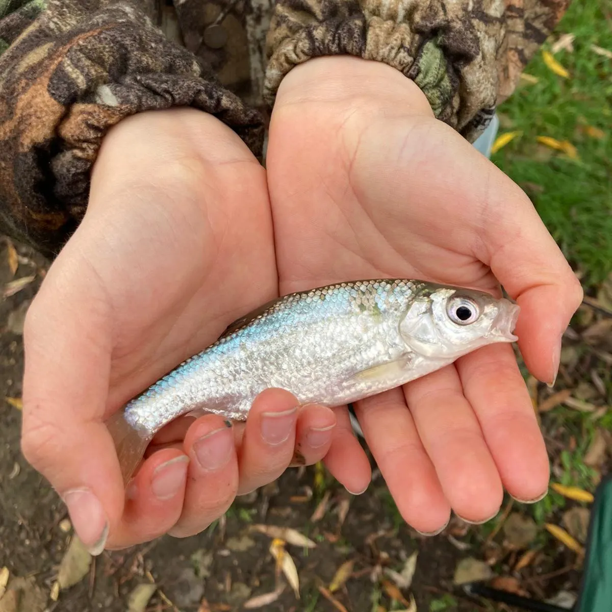 The most recent White bream catches on Fishbrain