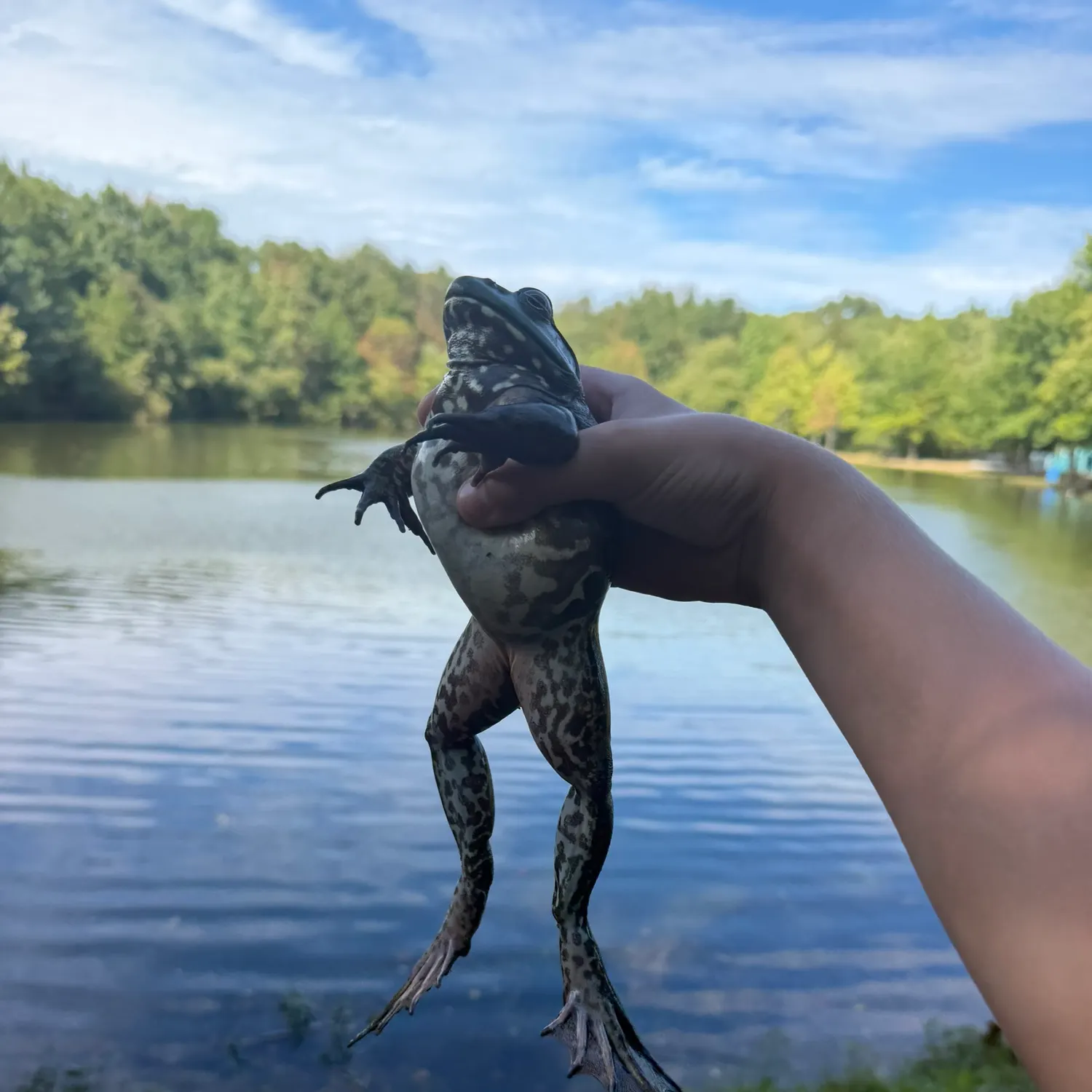 American bullfrog caught on Fishbrain