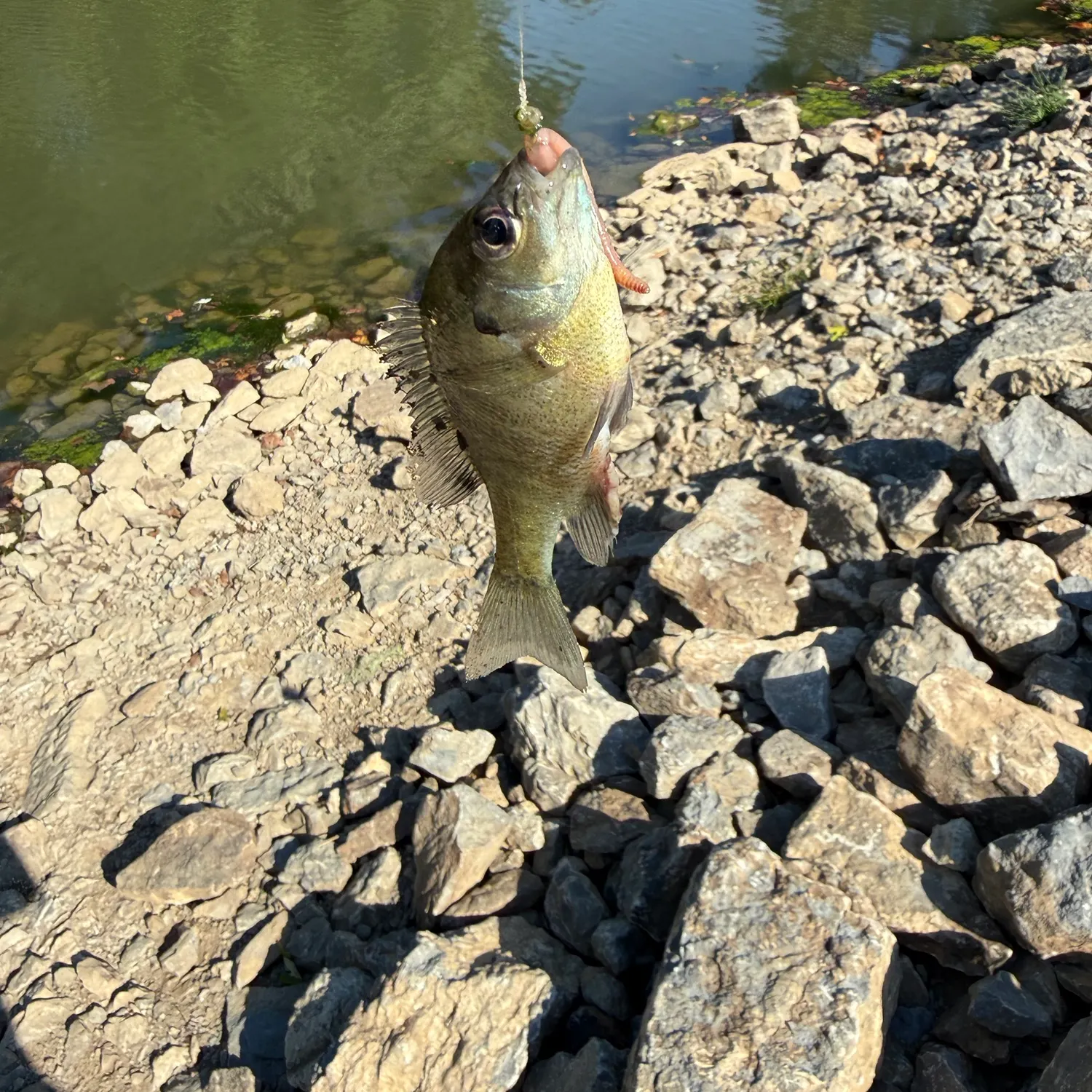 Bluegill caught on Fishbrain