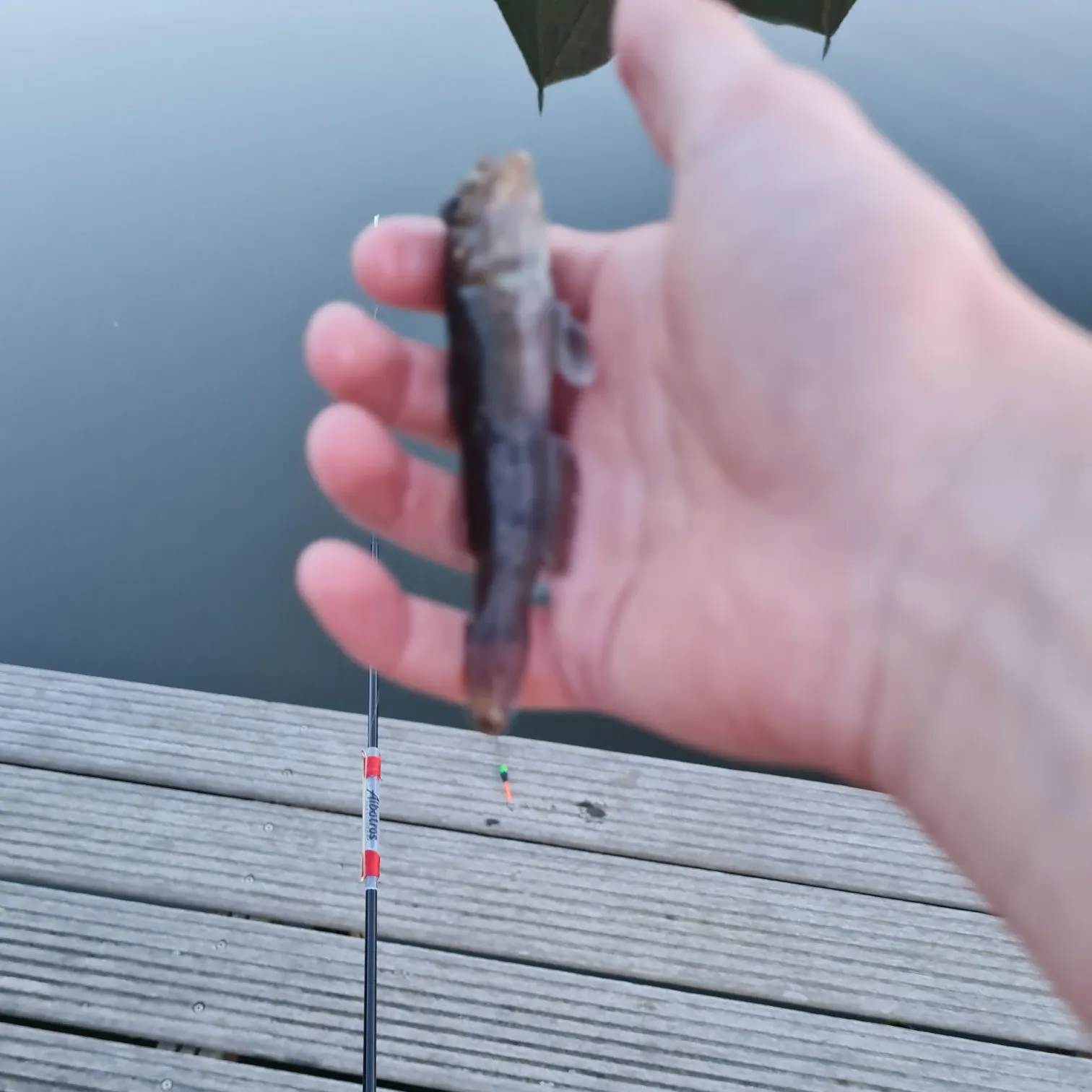 Round goby caught on Fishbrain