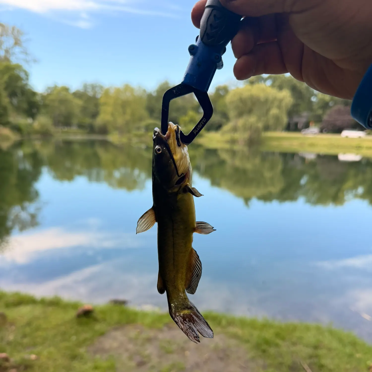Yellow bullhead caught on Fishbrain