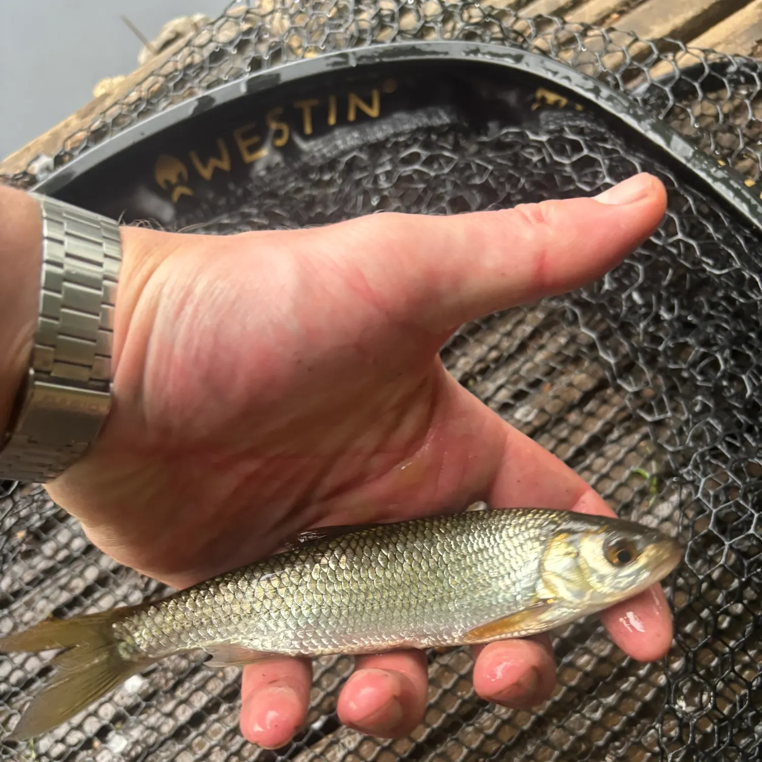 Common dace caught on Fishbrain