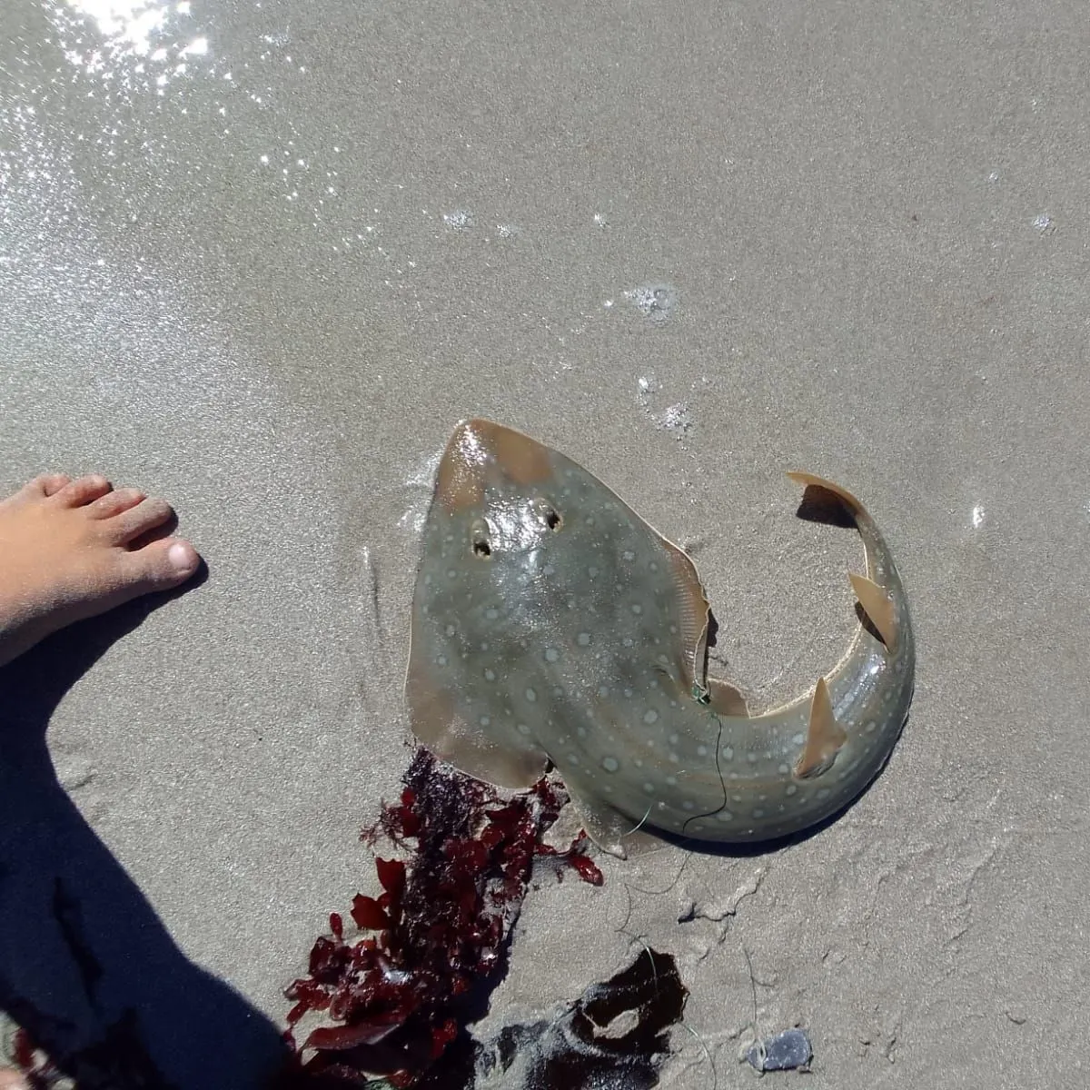 The most recent Pacific shovelnose guitarfish catches on Fishbrain