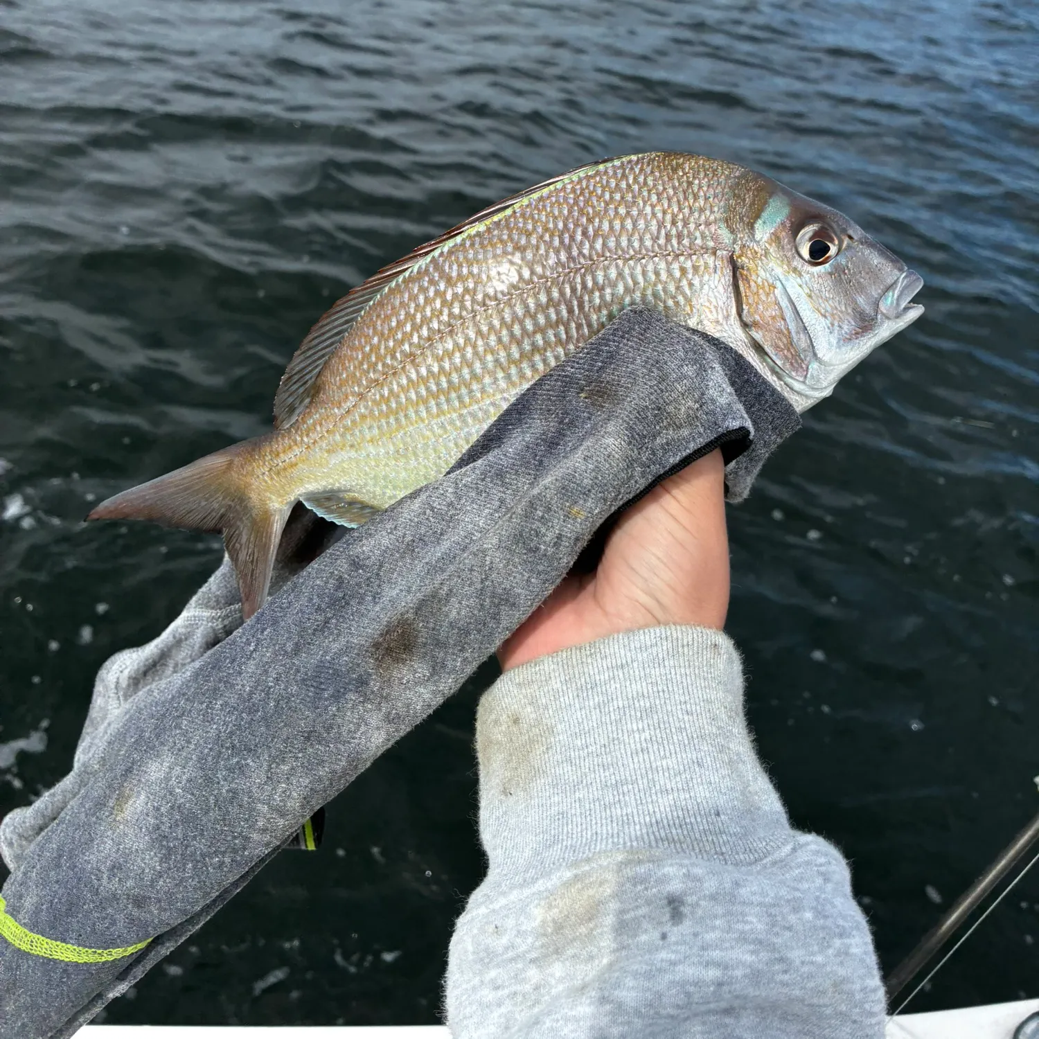 Scup caught on Fishbrain