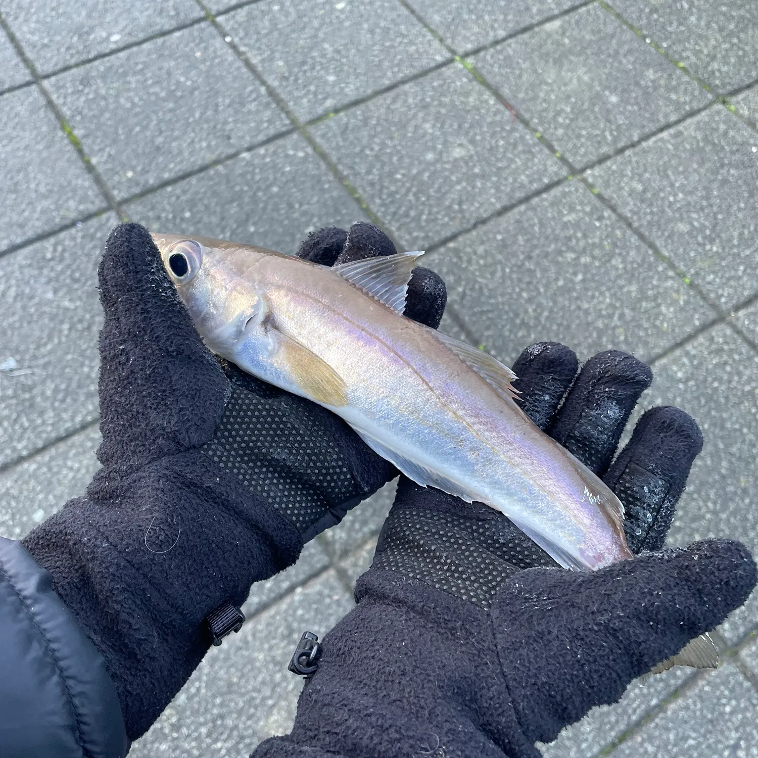 The most recent Alaska pollock catches on Fishbrain