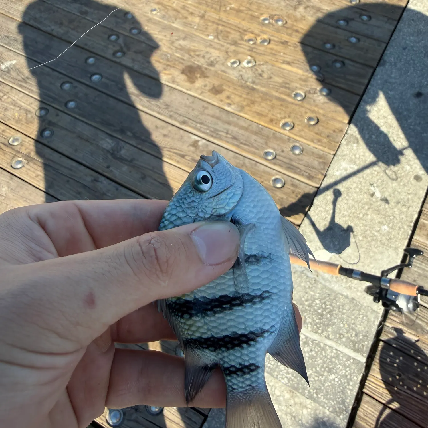 The most recent Sergeant-major catches on Fishbrain