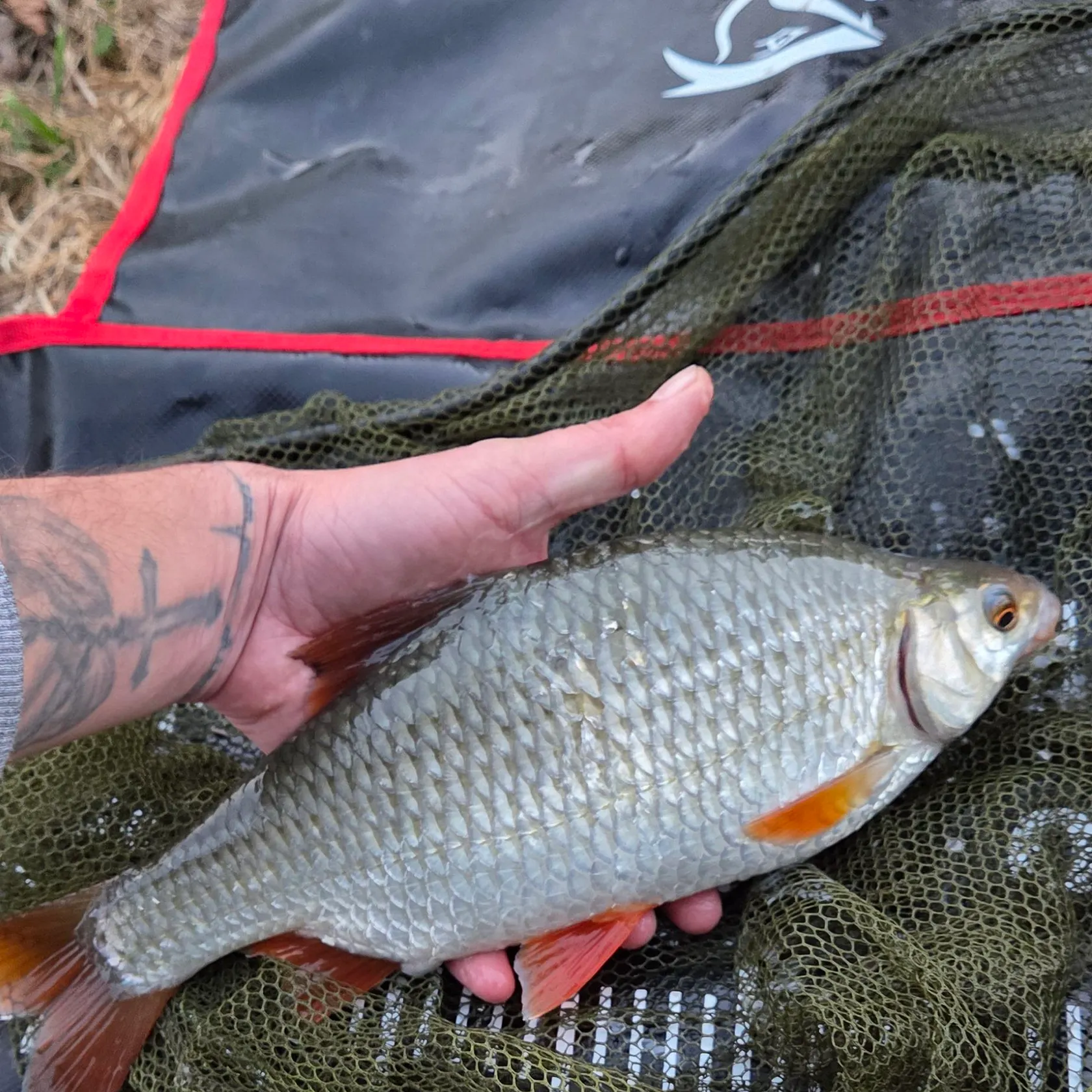 Common roach caught on Fishbrain