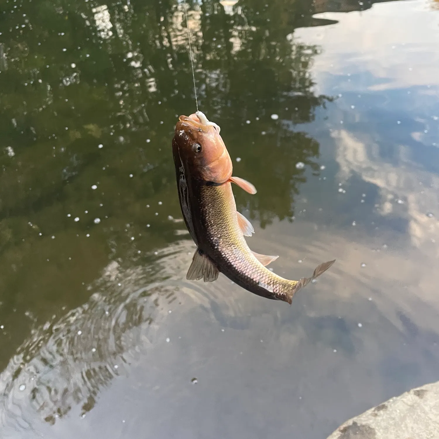 Creek chub caught on Fishbrain