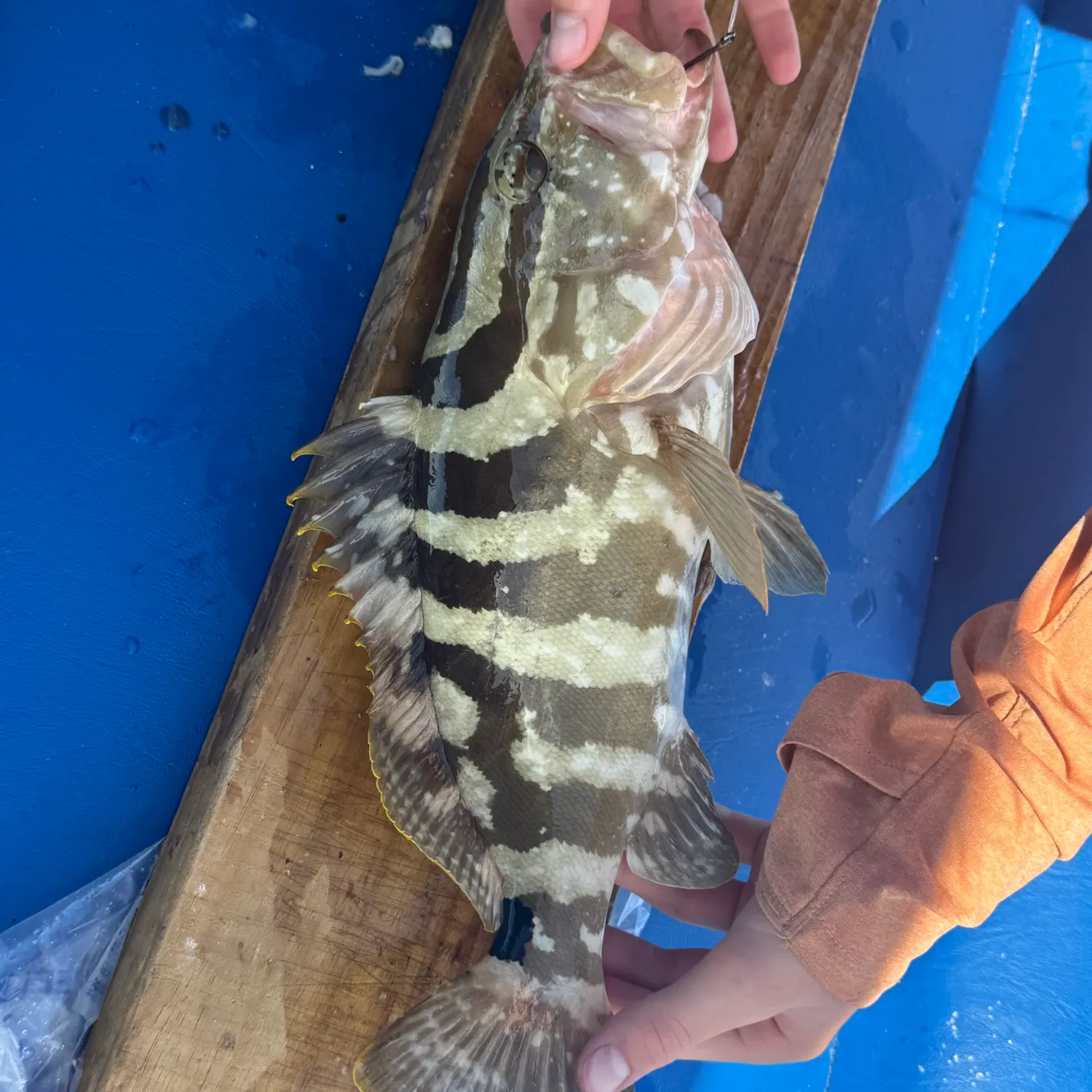 The most recent Nassau grouper catches on Fishbrain