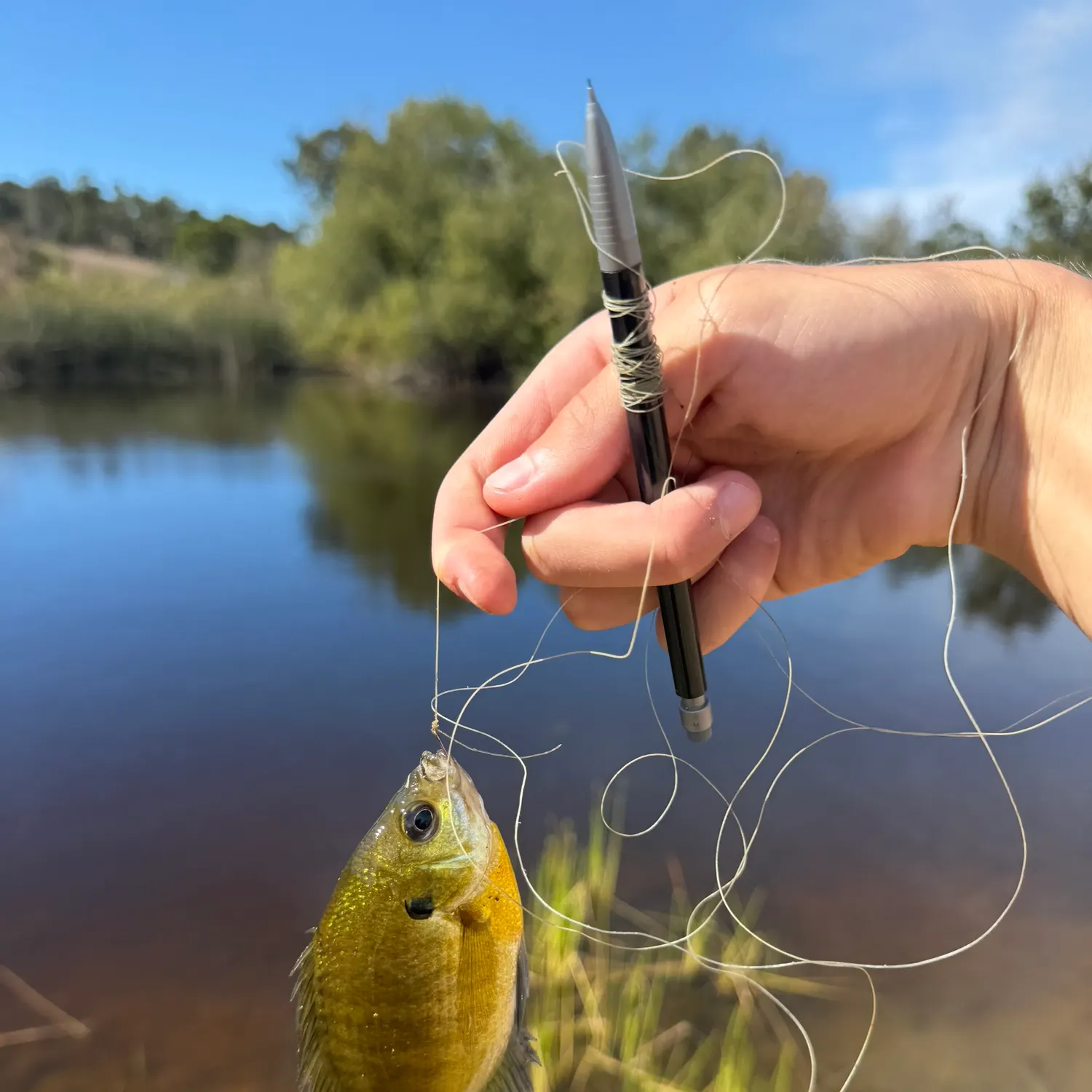 Bluegill caught on Fishbrain