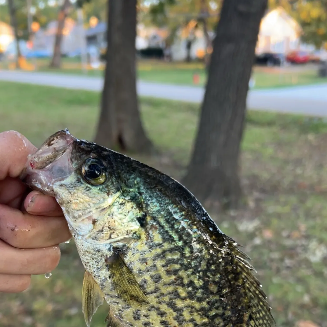Black crappie caught on Fishbrain