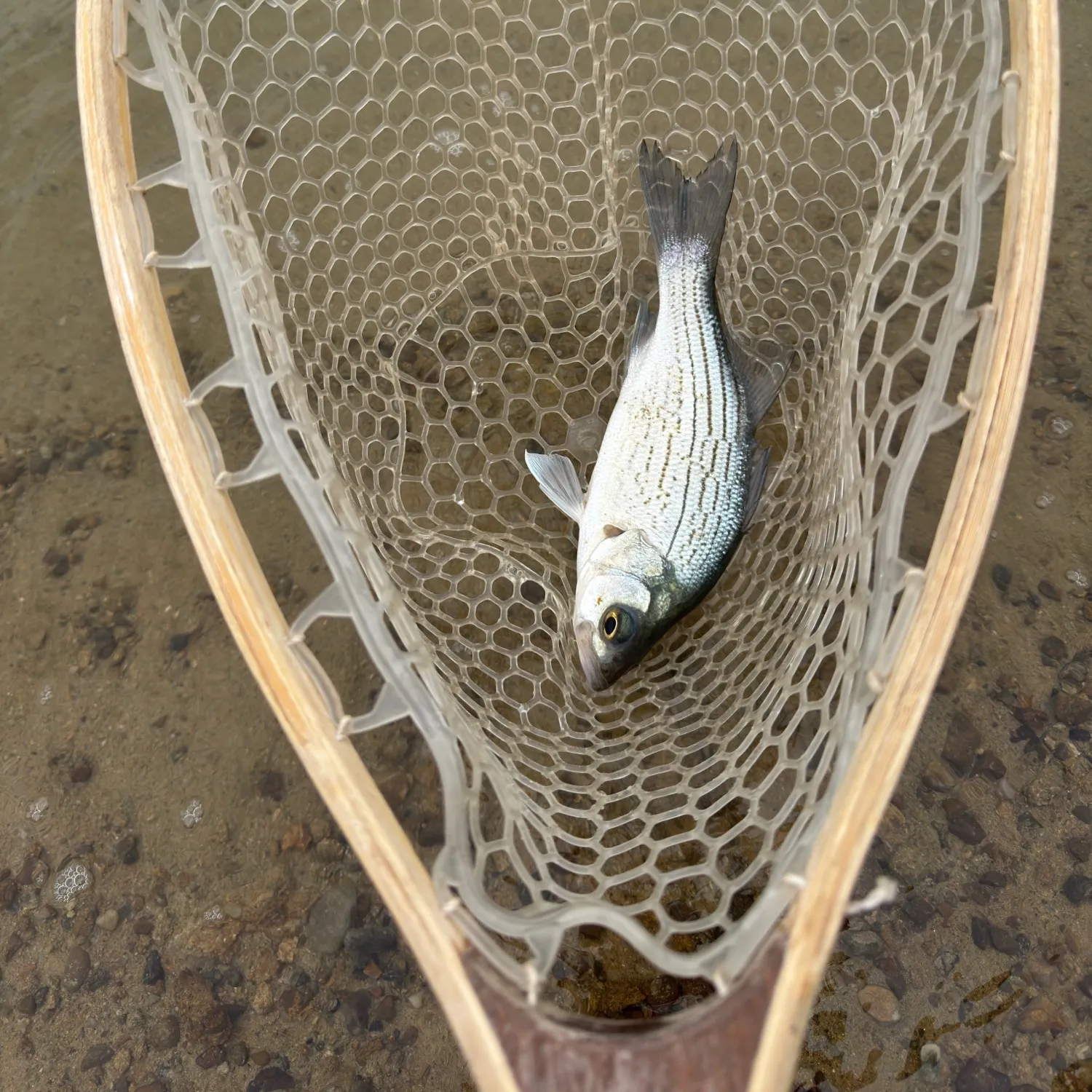 Wiper caught on Fishbrain