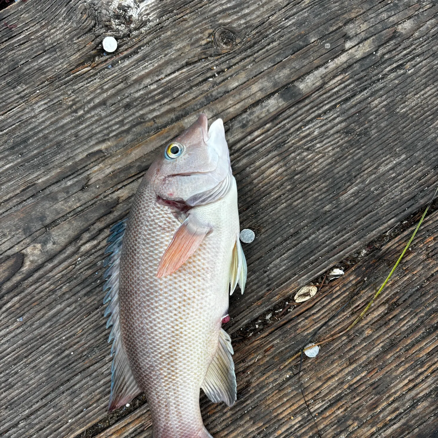 The most recent California sheephead catches on Fishbrain