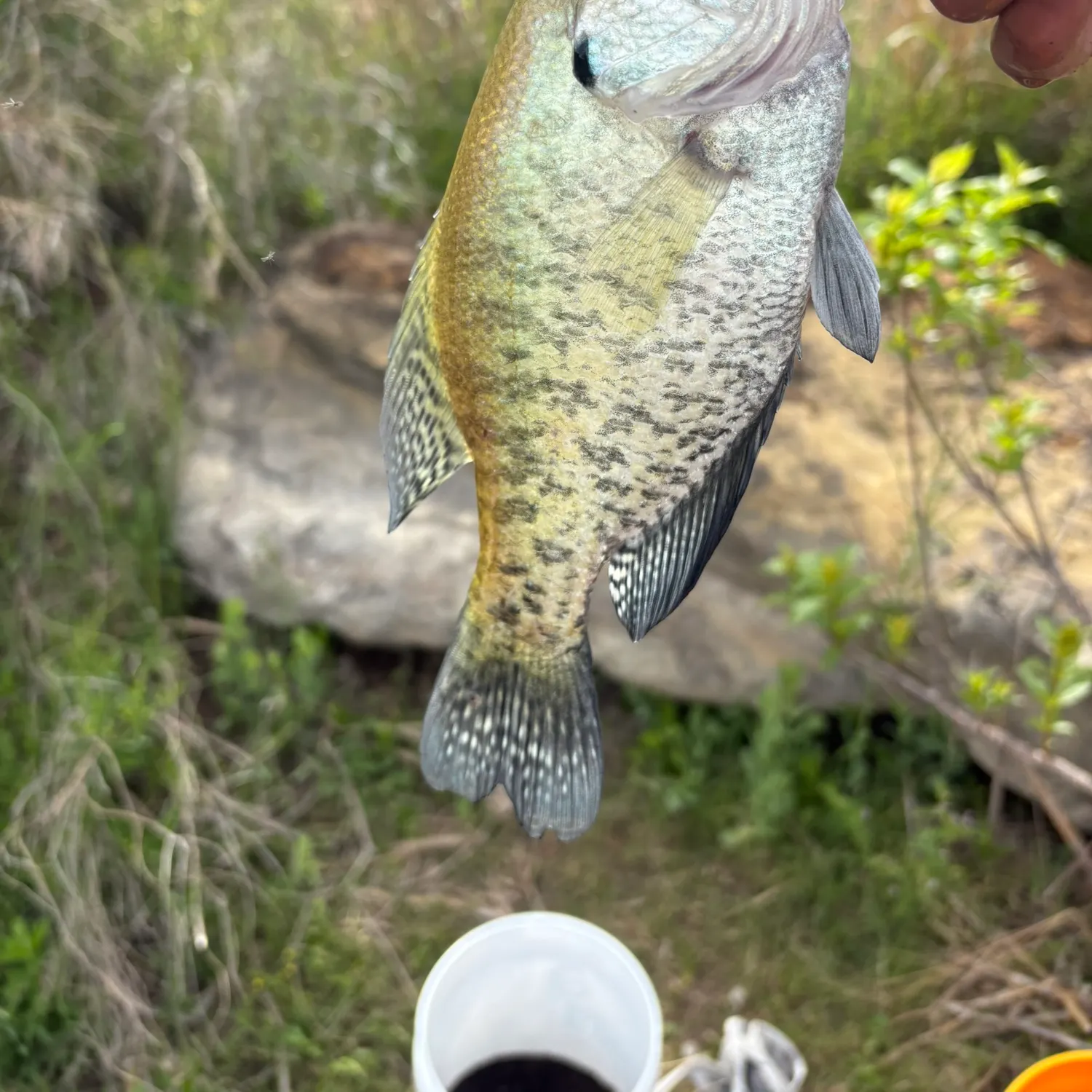 The most recent Black crappie catches on Fishbrain