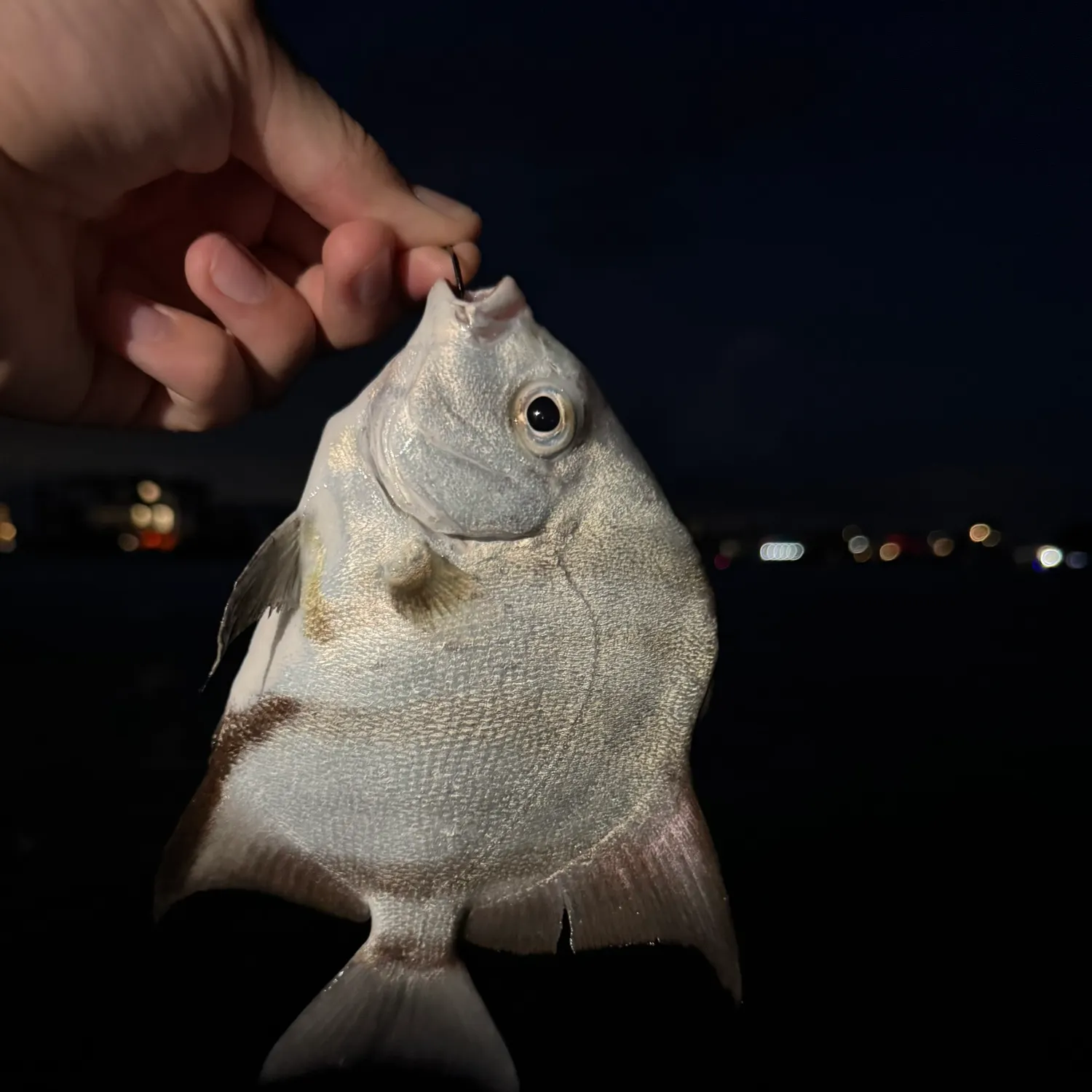 The most recent Spotted sicklefish catches on Fishbrain