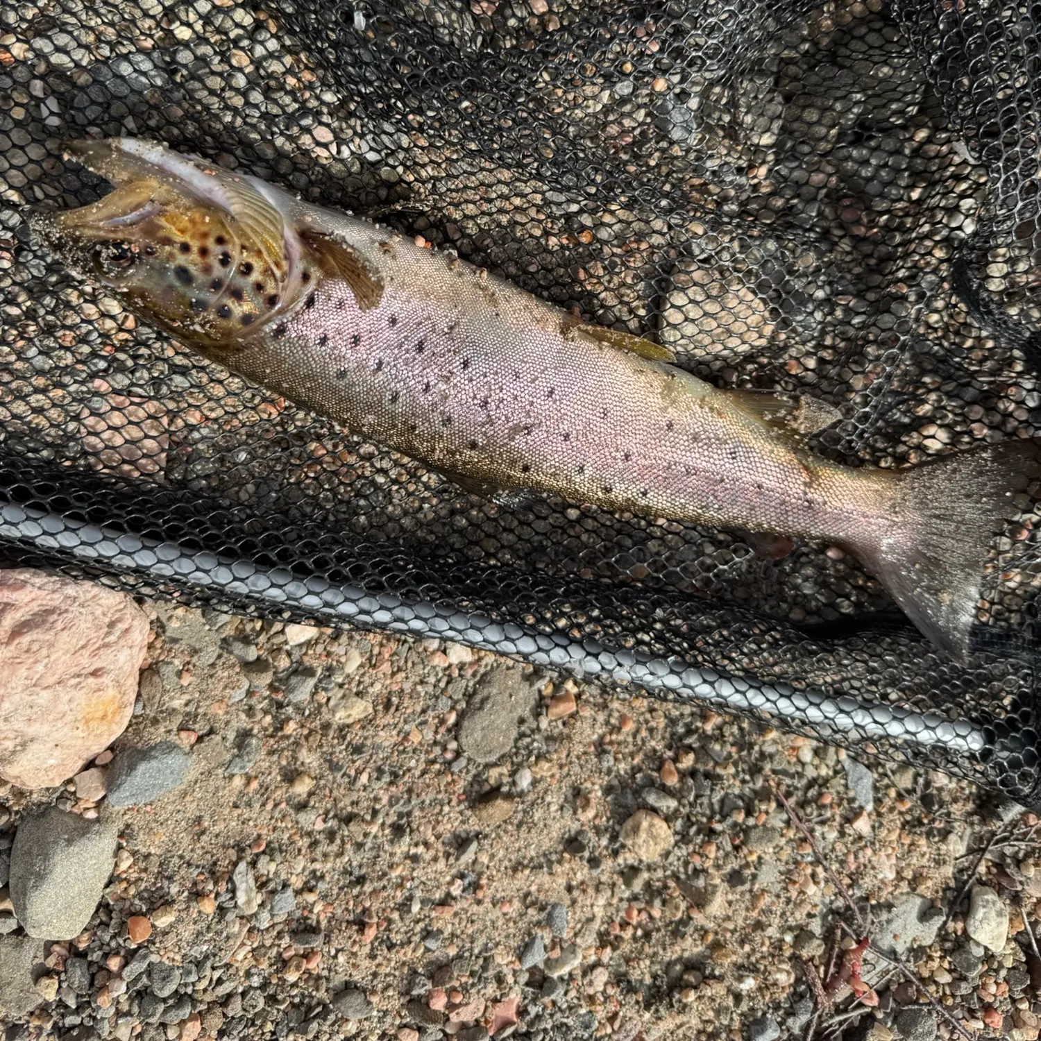 Brown trout caught on Fishbrain