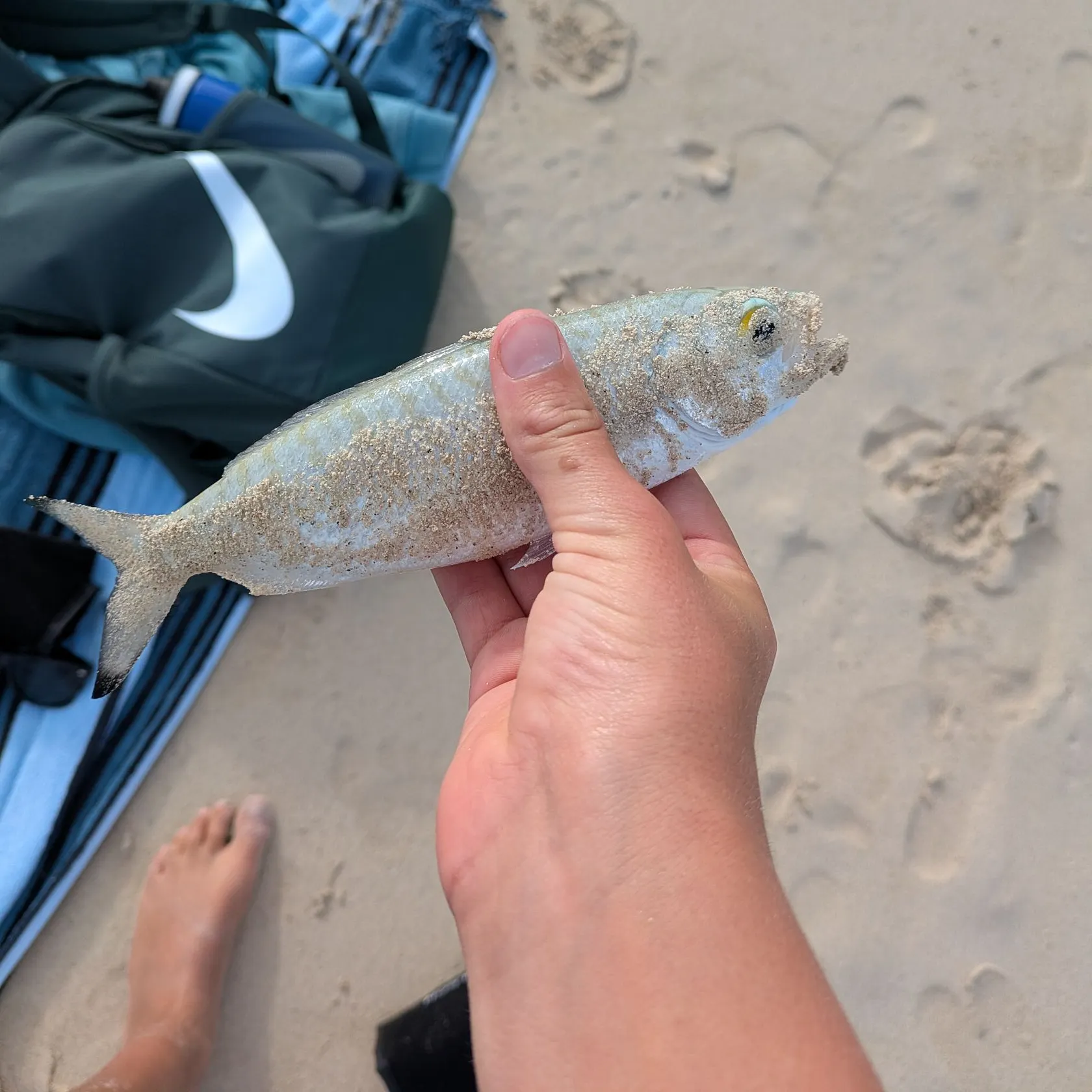 The most recent Atlantic herring catches on Fishbrain